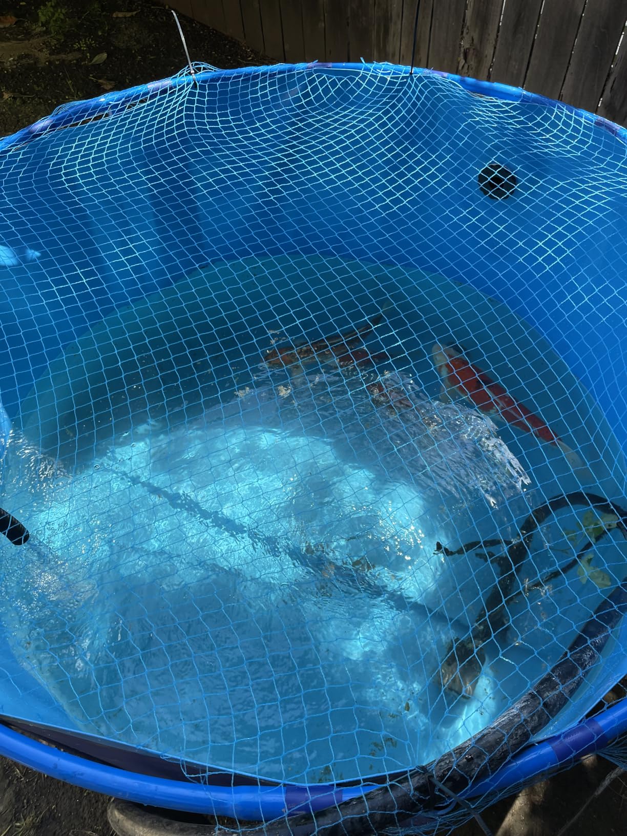 Canvas Fish Pond,Above Ground Pond,Above Ground Ponds for Fish | ,Large Collapsible durable plastic pond with Bracket for koi holding tank Irrigation Tape frame4.9ftx3ft/449 gal(Blue,1.5*1m) customer photo 2