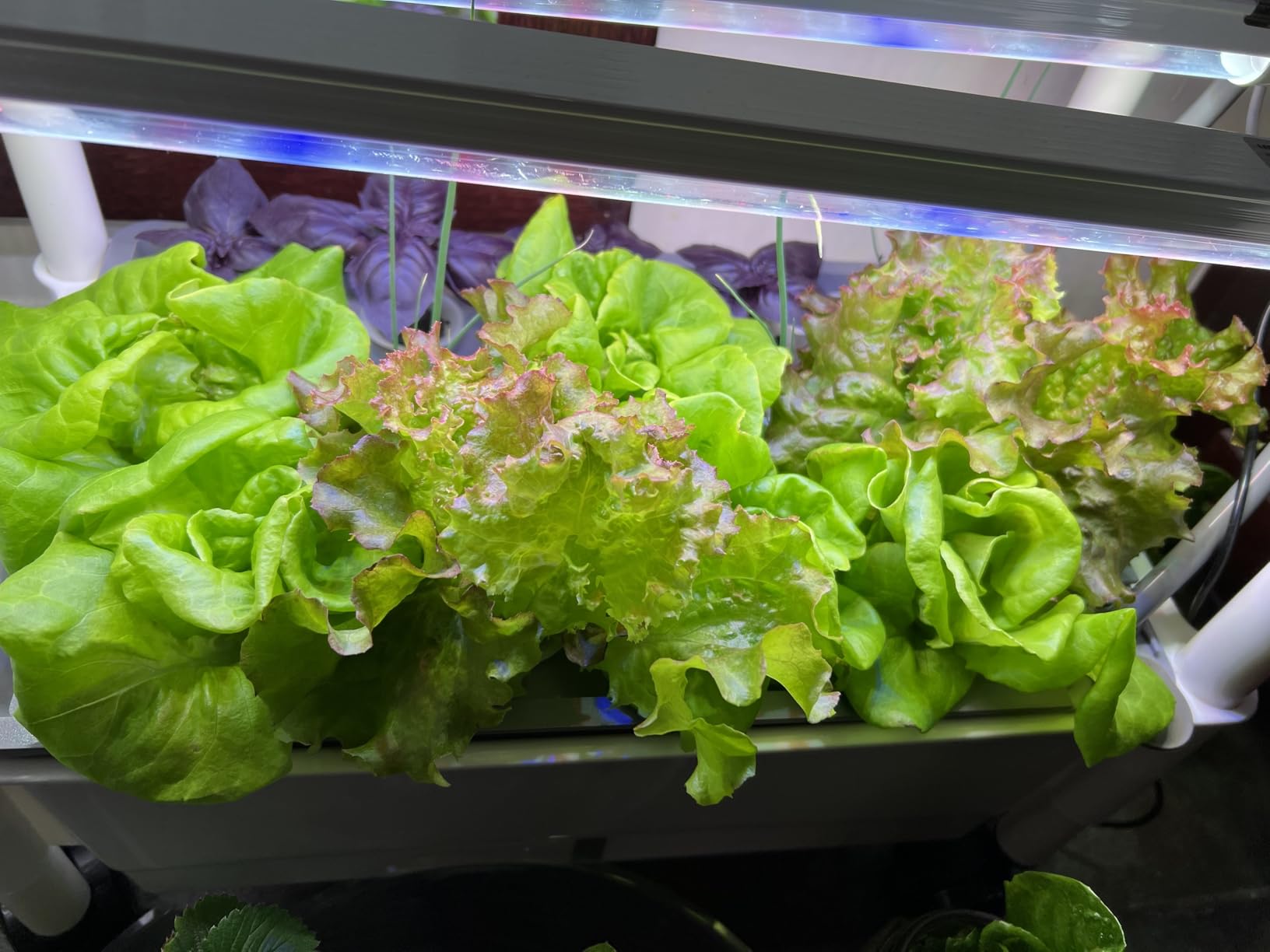 AOONEG 42Pods Indoor Herb Garden with LED Grow Light, Hydroponics Growing System Kit with Automatic Timer, Pump System, Adjustable Height (No Seed, Glossy White, 3Layer-42Pods) customer photo 1