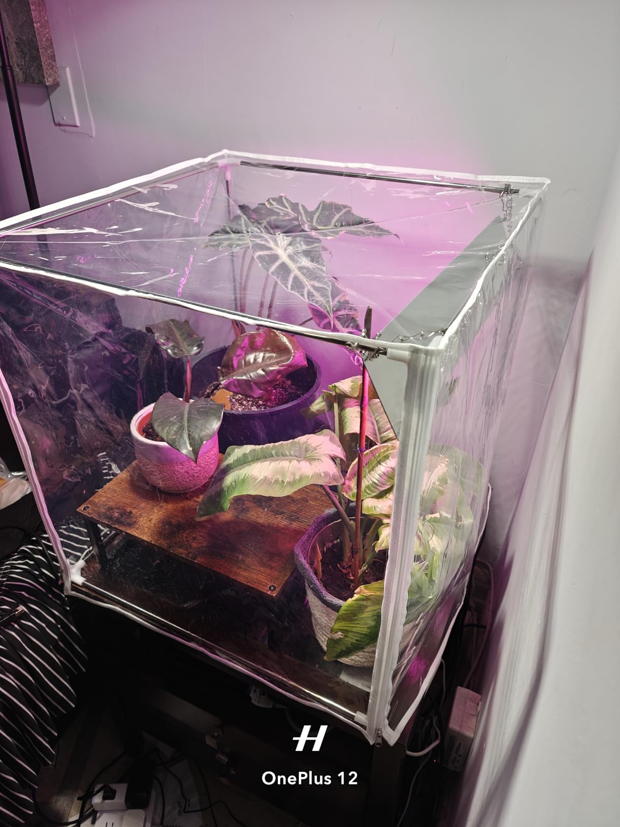 Barrina CX3Z Indoor Greenhouse with Grow Light, Full Spectrum 3FT 108W Plant Growing Lamp, 4-Tier Metal Plant Stand with Zippered EVA Cover, Wheels & Timer customer photo 1