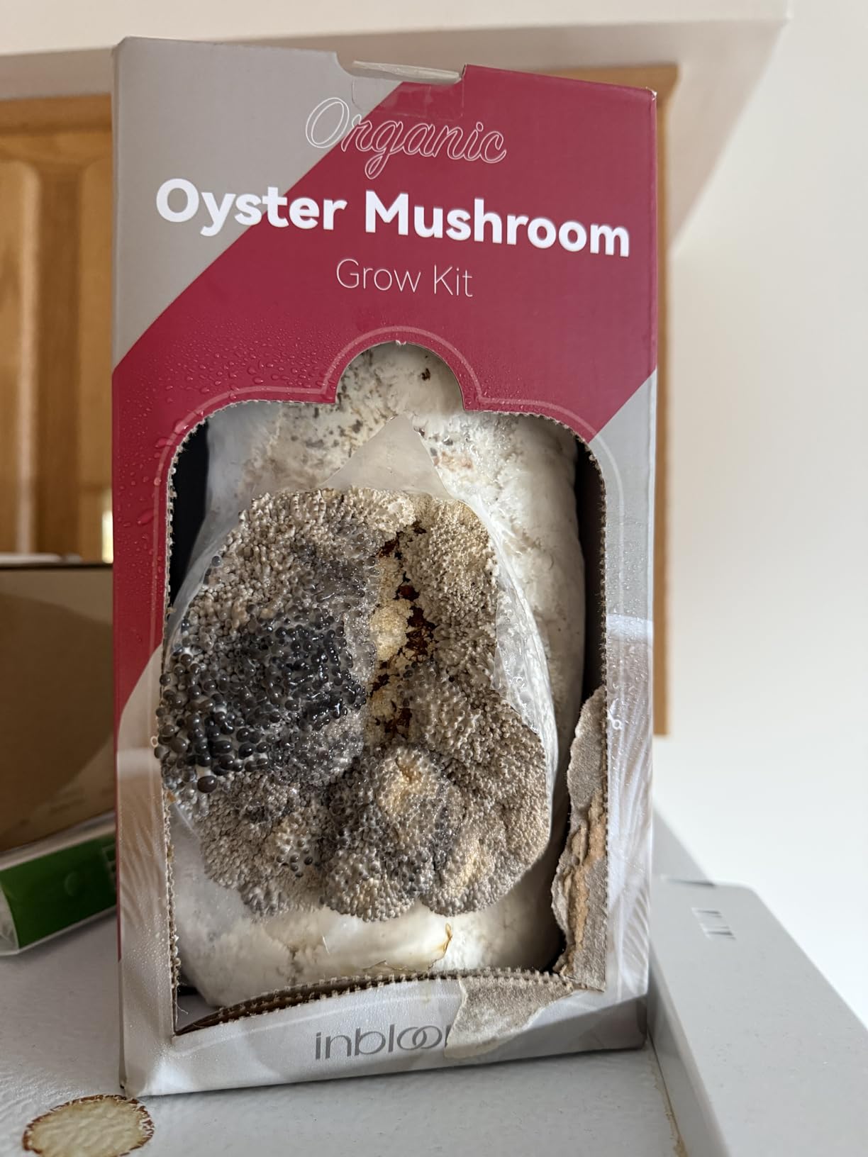 inbloom Organic Oyster Mushroom Growing Kit with Spray, Harvest Fresh Mushrooms at Home, Beginner Friendly & Easy to Use, Unique Gardening Gift for Holiday, Handmade in New Jersey, USA customer photo 2