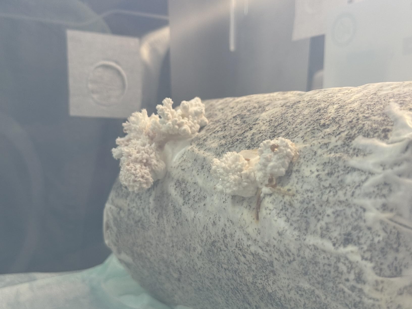 Two Mushroom Grow Kits, 3Lb Each (Two King Oyster Kits) customer photo 1