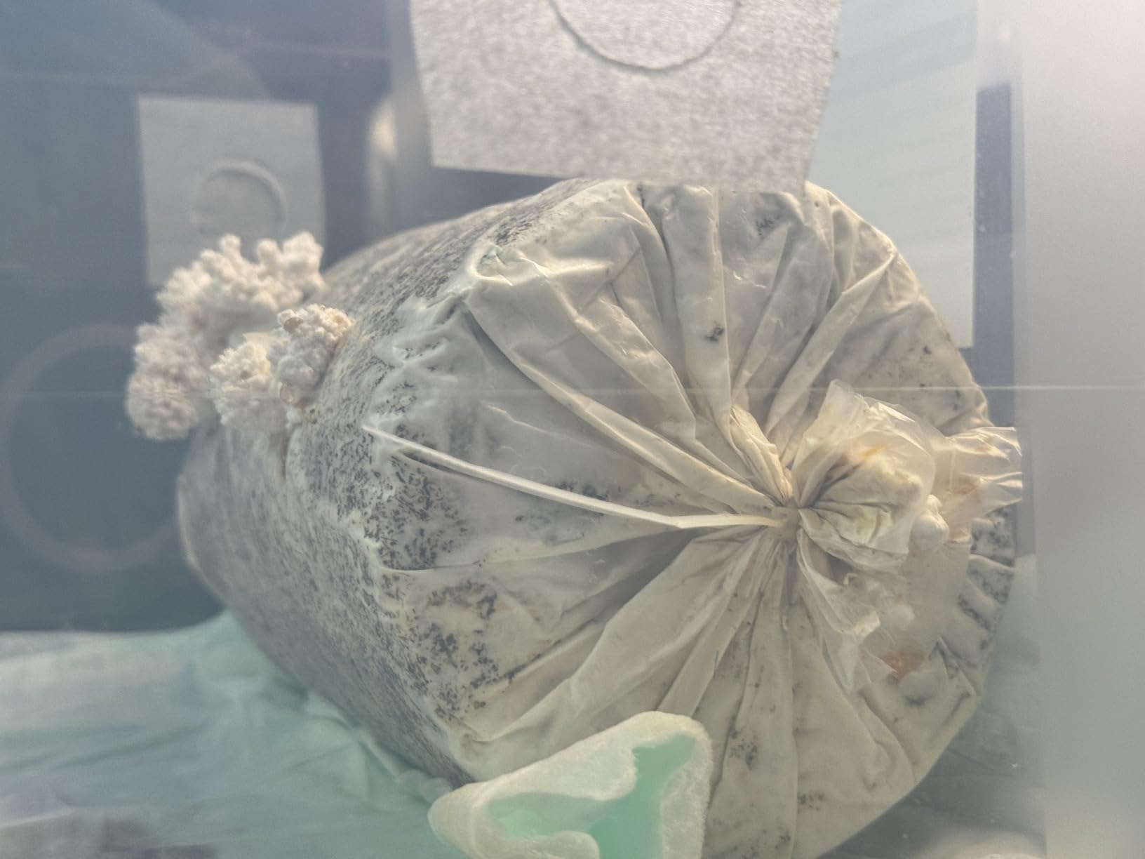 Two Mushroom Grow Kits, 3Lb Each (Two King Oyster Kits) customer photo 2