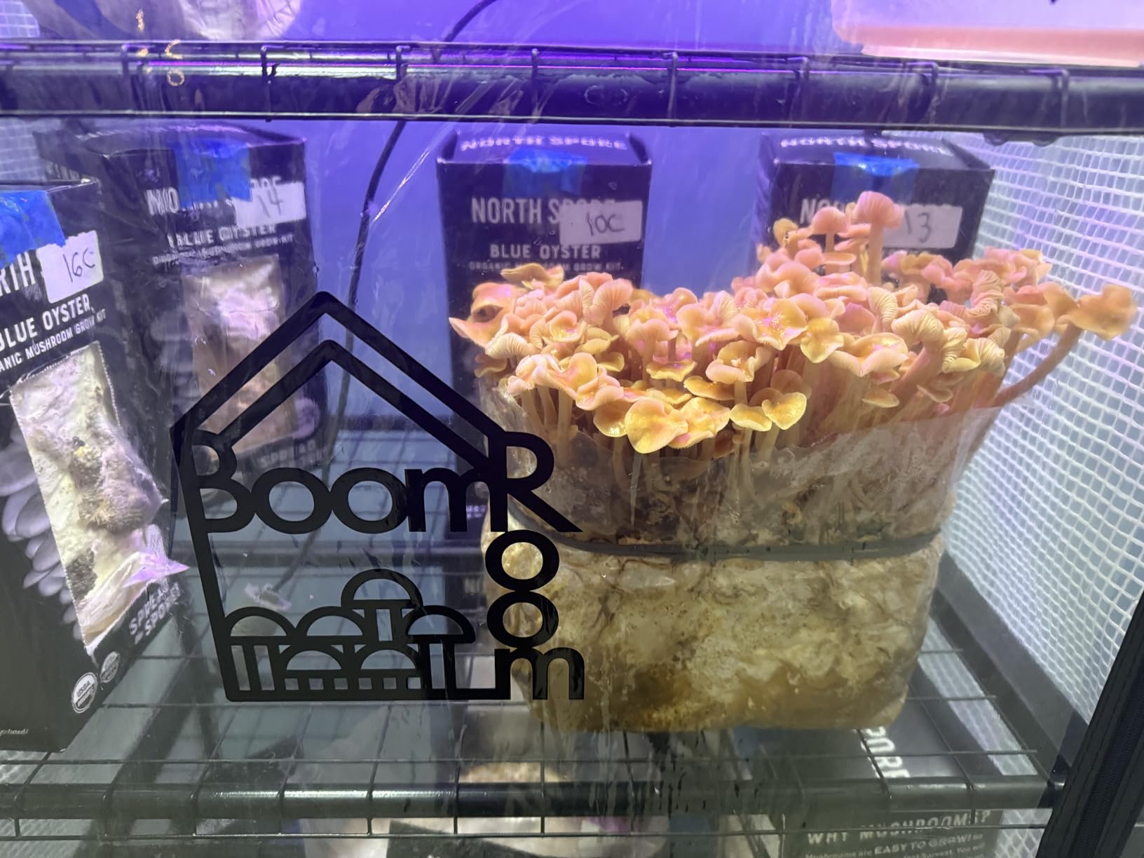 North Spore BoomRoom II Automated Mushroom Grow Tent Kit | Complete Martha Tent System with Humidity & FAE Control | 5-Rack Fruiting Chamber for Indoor Mycology | High-Yield Monotub Alternative customer photo 1
