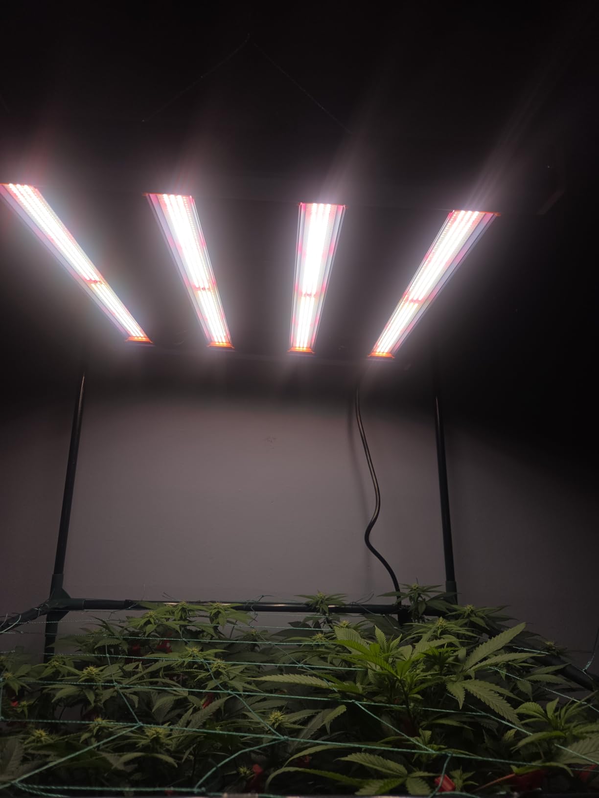 ECOHOM 720W LED Grow Light, Full Spectrum Dimmable Daisy Chain, Pro Bar Style for 5x5ft Grow Tent, Foldable & Hanging Growing Lamp for Indoor Plants Seedlings, Veg and Bloom customer photo 2