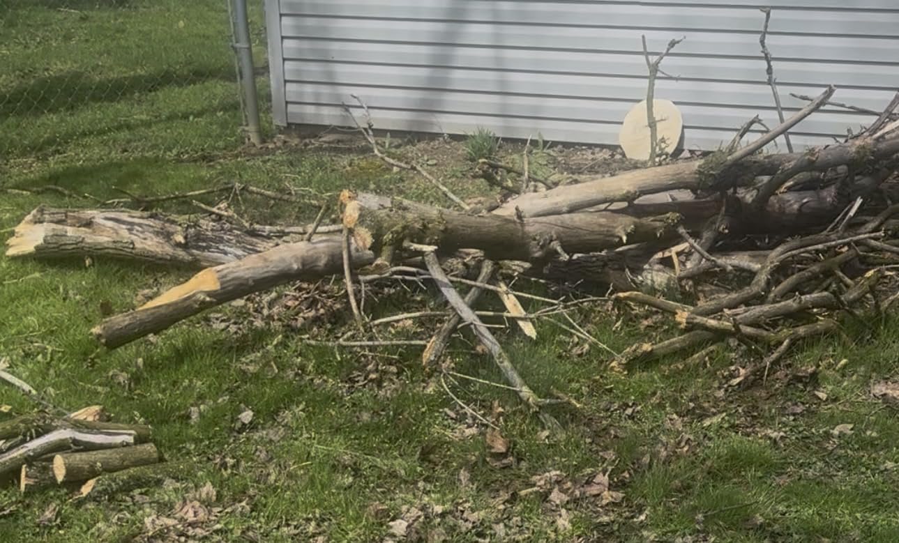 Electric Pole Saws for Tree Trimming, 8 Inch & 6 Inch Mini Chainsaw Cordless with Extension Pole, 16Ft Reach, 2x4.0Ah Battery, Auto Oiling, Tool-Free Chain Tensioning, Tree Trimmer for Branch Limb Cut customer photo 2