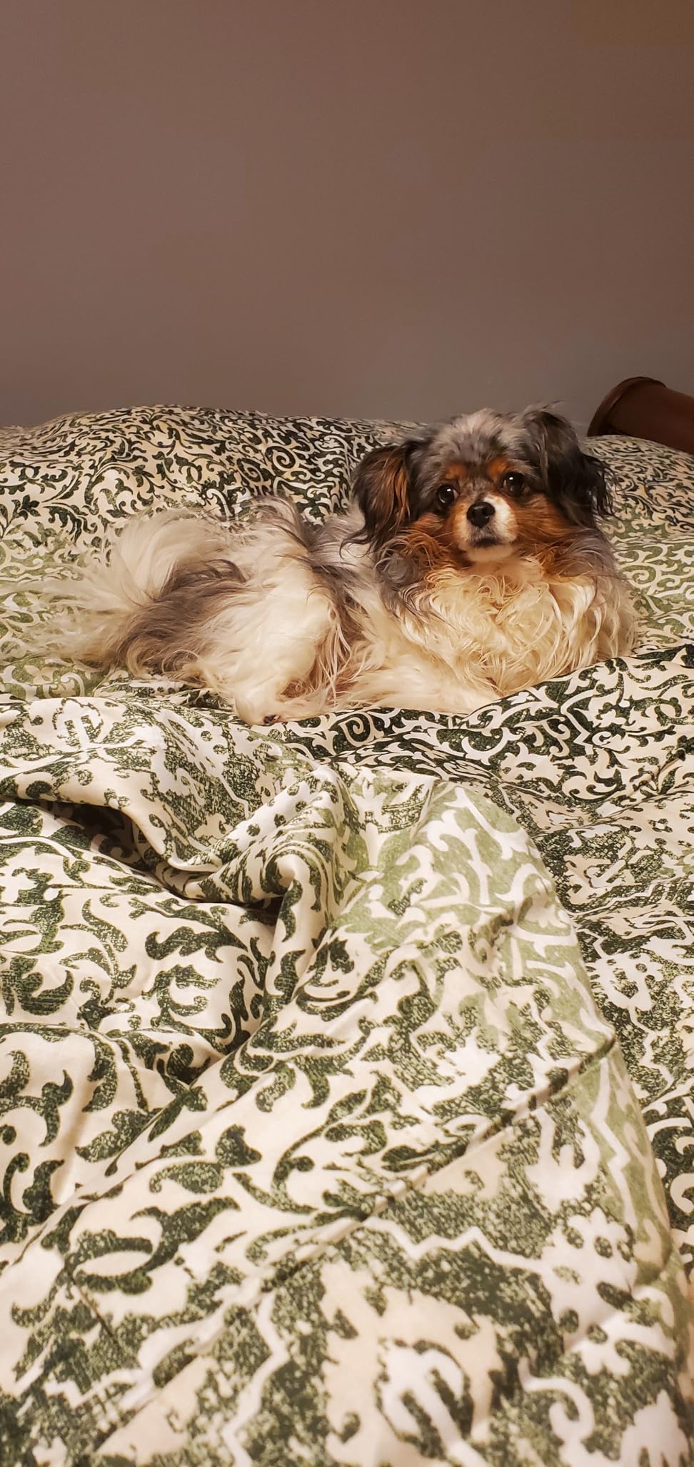 L LOVSOUL Organic 75% Down Fiber Comforter Queen Size, 850+FP, 1200TC, Extra Fluffy, Hotel Style, Luxury Ultra Soft All Season White Duvet Insert with 8 Corner Tabs customer photo 1