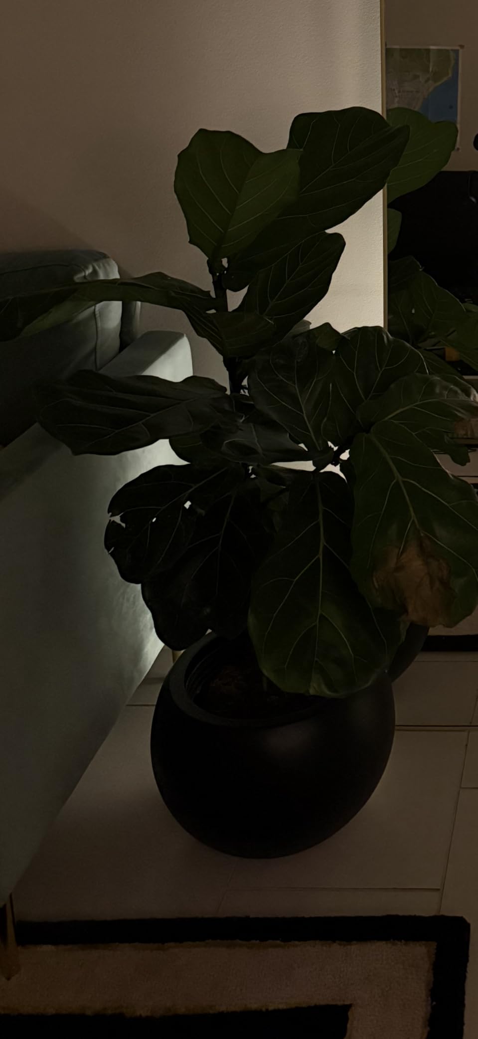 17 H x 21