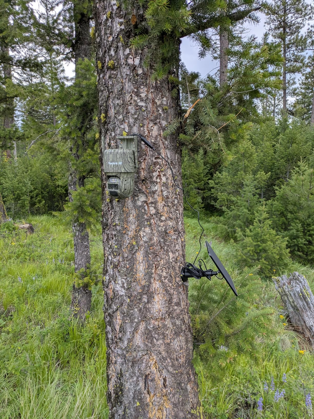 REOLINK 4K Dual Lens 4G Cellular Trail Camera, Wireless Auto Tracking Security Camera Outdoor, 6X Hybrid Zoom, No-Glow IR, SIM Card Included, Waterproof for Wildlife, TrackMix LTE Trail customer photo 1