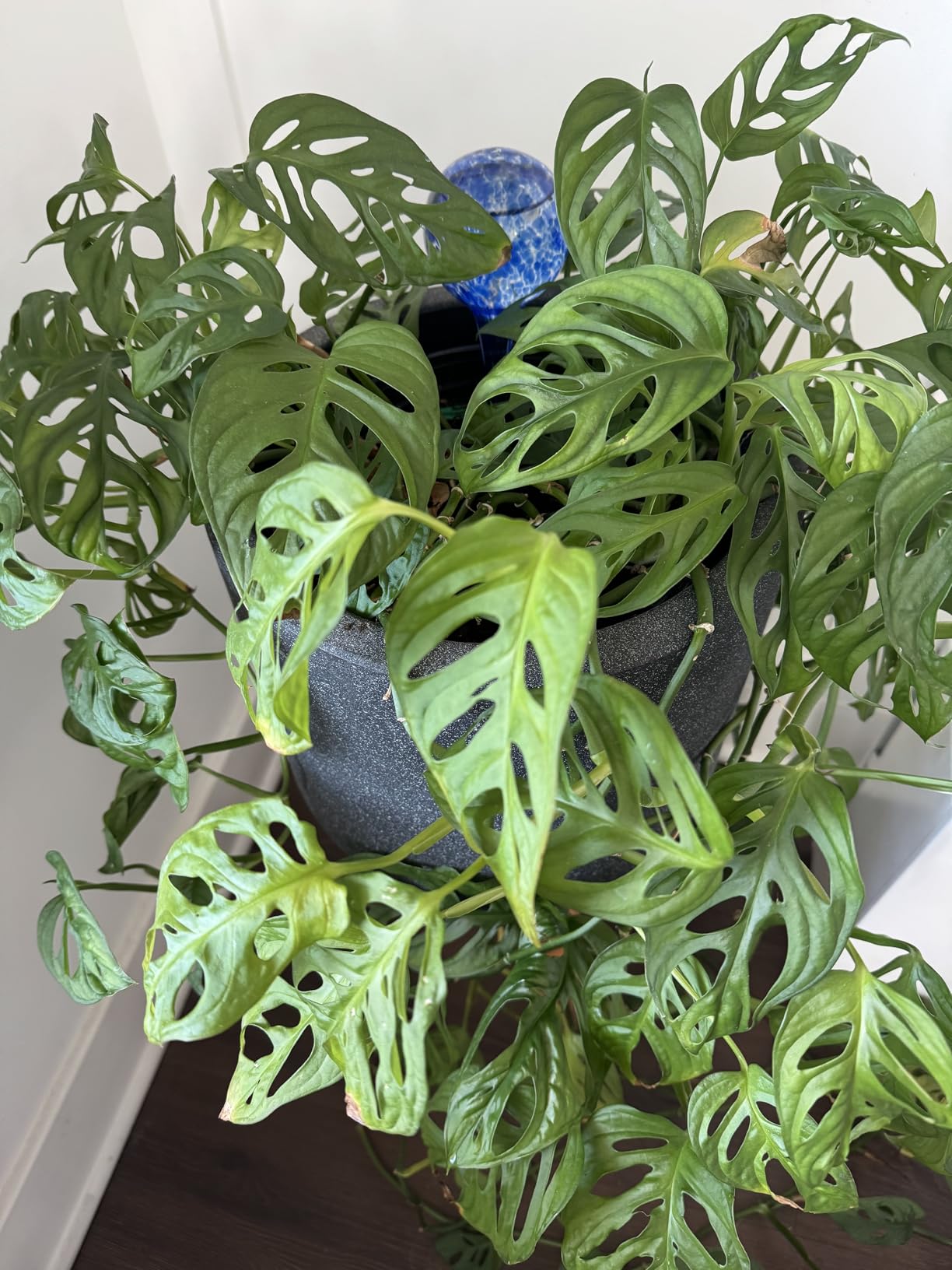 Self Watering Globes, 6 Pack Plant Watering Globes, Glass Automatic Auto Plant Water Bulbs for Indoor & Outdoor Plants, Multicolor Medium customer photo 2
