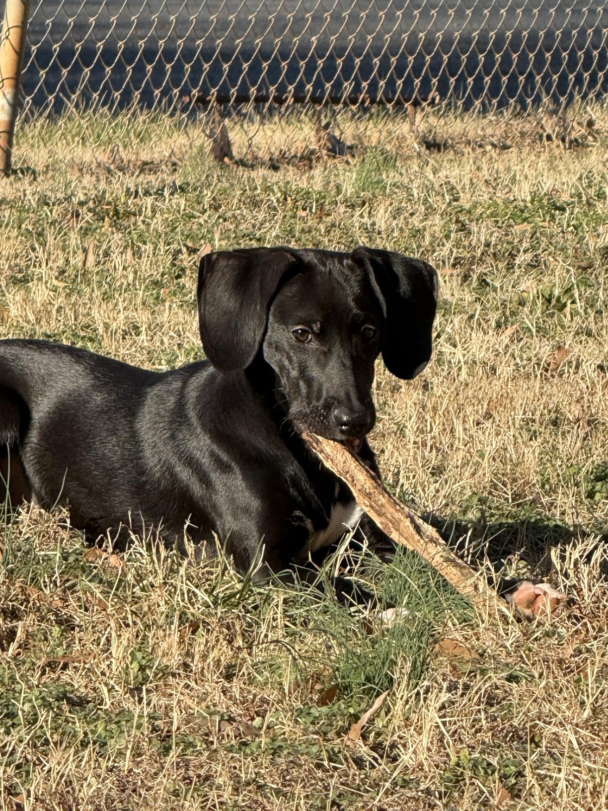 Blue Buffalo Life Protection Formula Chicken & Brown Rice Puppy Dry Dog Food with DHA & ARA, Supports Immunity with Antioxidant-Rich LifeSource Bits, Promotes Healthy Muscles & Strong Bones, 15 lbs. customer photo 2