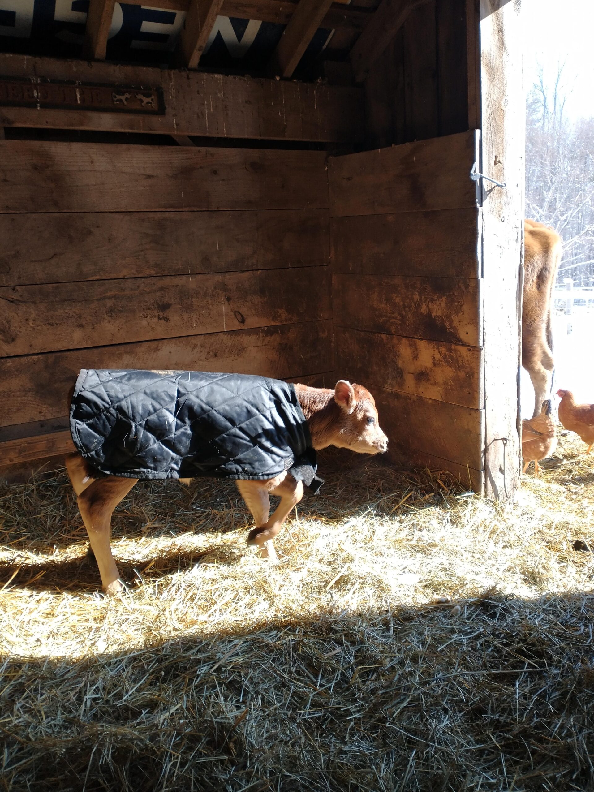 Weaver Livestock Warming Calf Blanket for Winter, Quilted Calf Coat with Buckle, Belly Protecting Livestock Shelter Blanket for Small Cattle customer photo 2