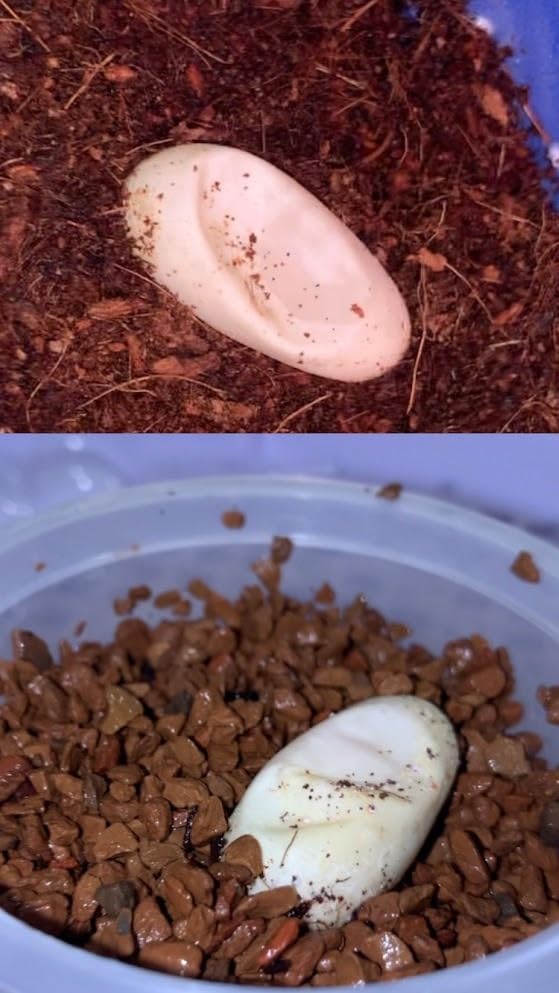 Pangea Hatch Premium Reptile Egg Incubation Substrate (1 lb) customer photo 1