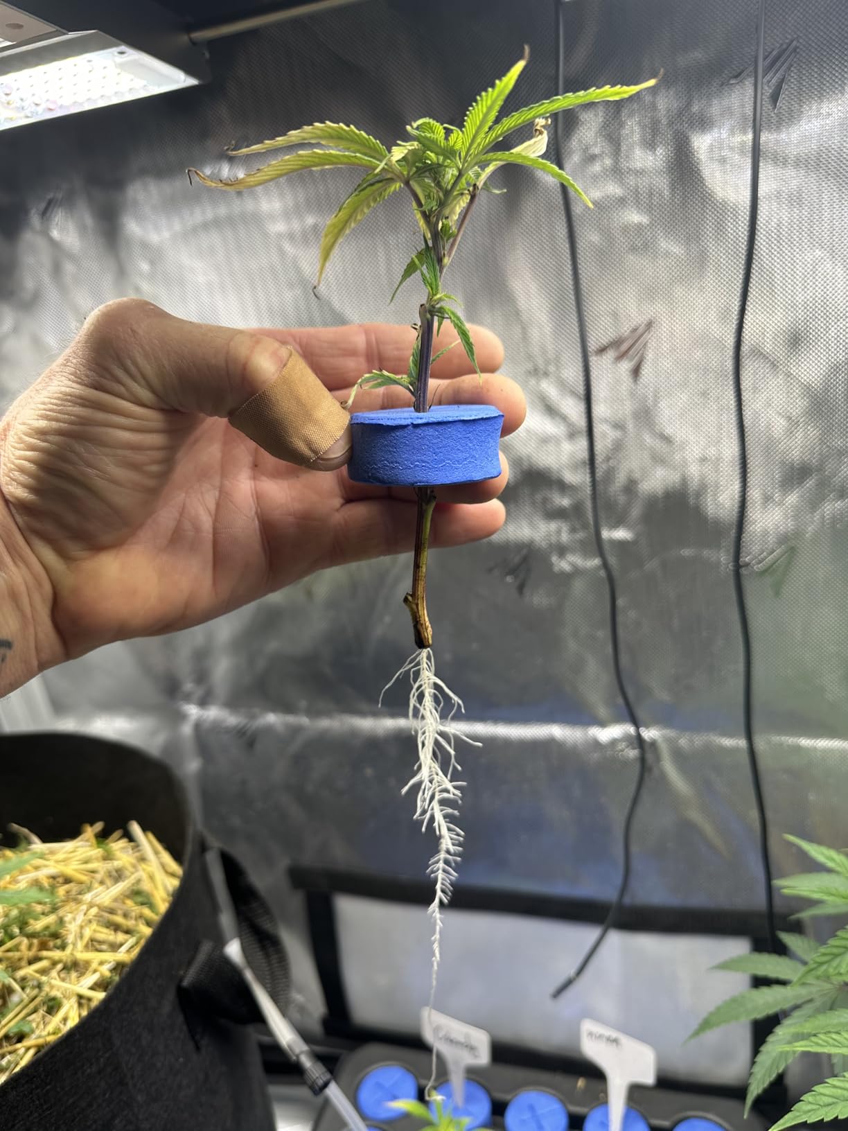 Oxyclone OX20SYS 20 Site, Compact Recirculating Cloning Propagation System, Heavy Yields customer photo 1
