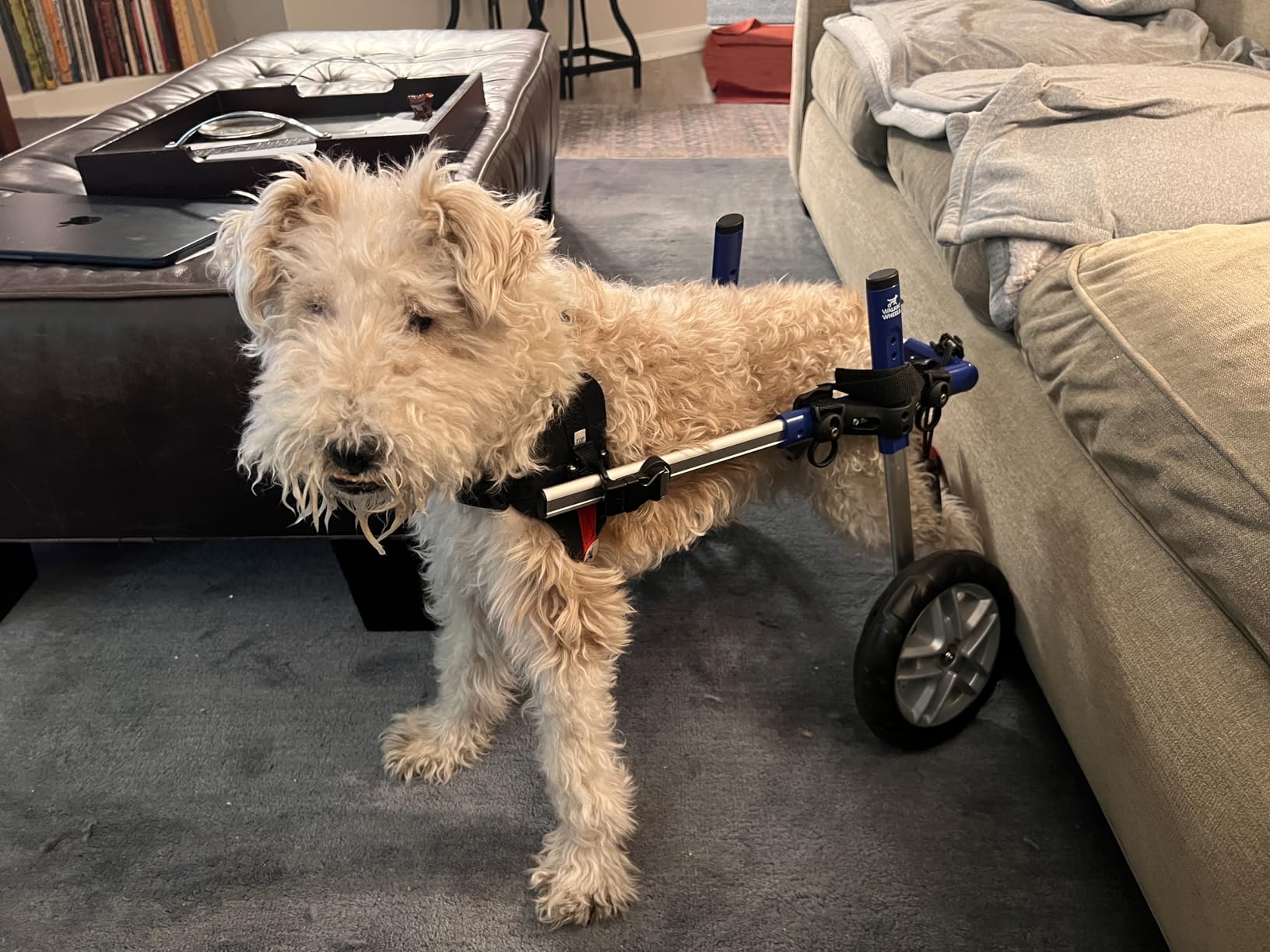 Walkin' Wheels Small Dog Wheelchair, Lightweight Dog Wheelchair for Back Legs, 15-25 lbs customer photo 1