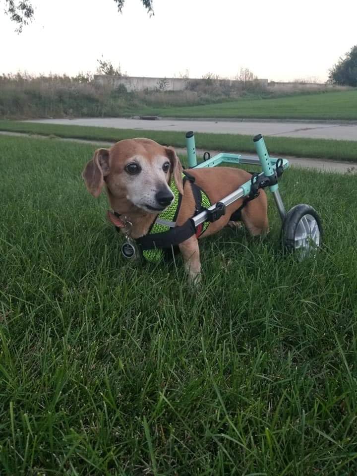 Walkin' Wheels Small Dog Wheelchair, Lightweight Dog Wheelchair for Back Legs, 15-25 lbs customer photo 2