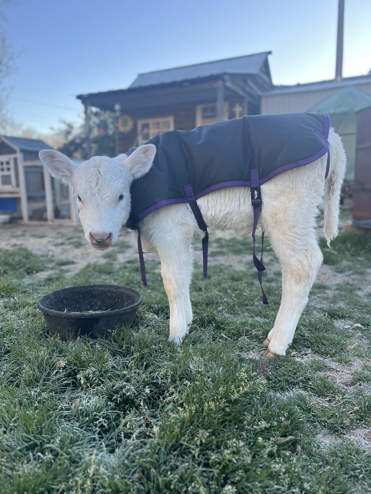 Weaver Leather Livestock Pro Calf Blanket customer photo 1