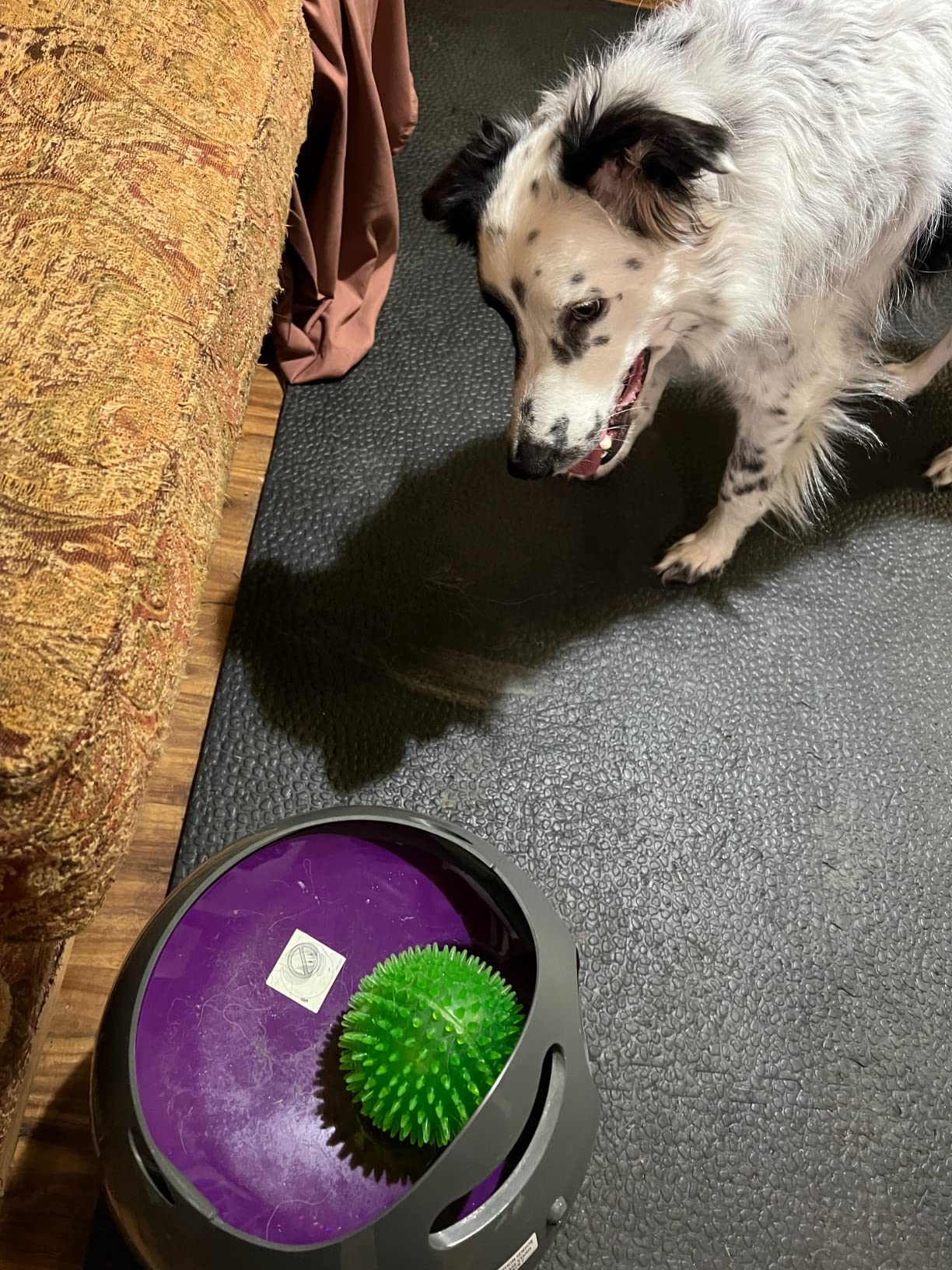 PetSafe Automatic Ball Launcher, Interactive Dog Toy for Enrichment, Tennis Balls Included - Motion Sensor Promotes Safe Play - Indoor/Outdoor - Adjustable Range - A/C Adaptor or Batteries, All Breeds customer photo 1