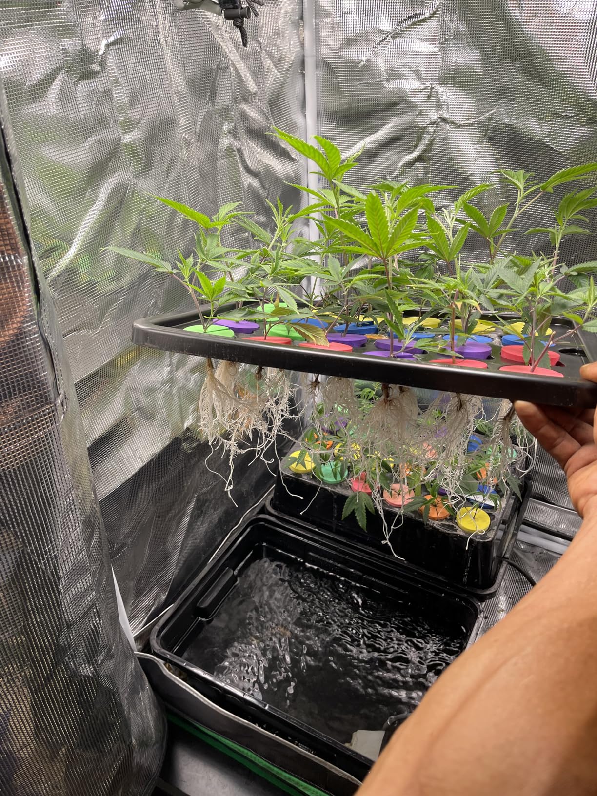 Psycloner Clone Machine, Hydroponics System, Cloner for Plant Cuttings, Propagation, 2 Gallon, Deep Water Culture, DWC (24 Site) customer photo 1