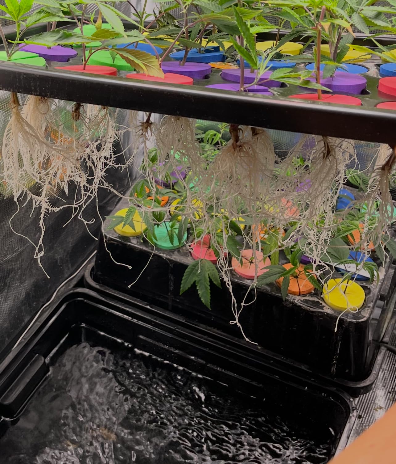 Psycloner Clone Machine, Hydroponics System, Cloner for Plant Cuttings, Propagation, 2 Gallon, Deep Water Culture, DWC (24 Site) customer photo 2