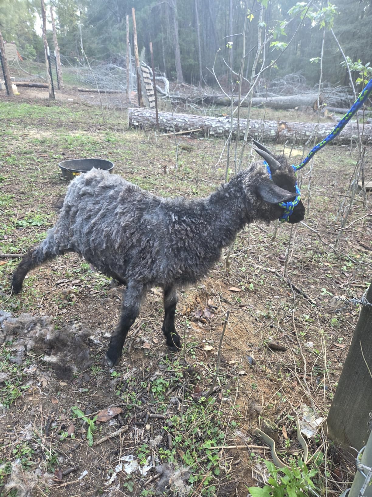 Grass Shear Sheep Shear Alpaca Shear - Coated Wear-Resistant Handle, Manganese Steel Double Blade, Strong Spring Suitable For Cattle And Sheep and Horse Hair Hand-Cut (Red 10.2 inches) customer photo 1