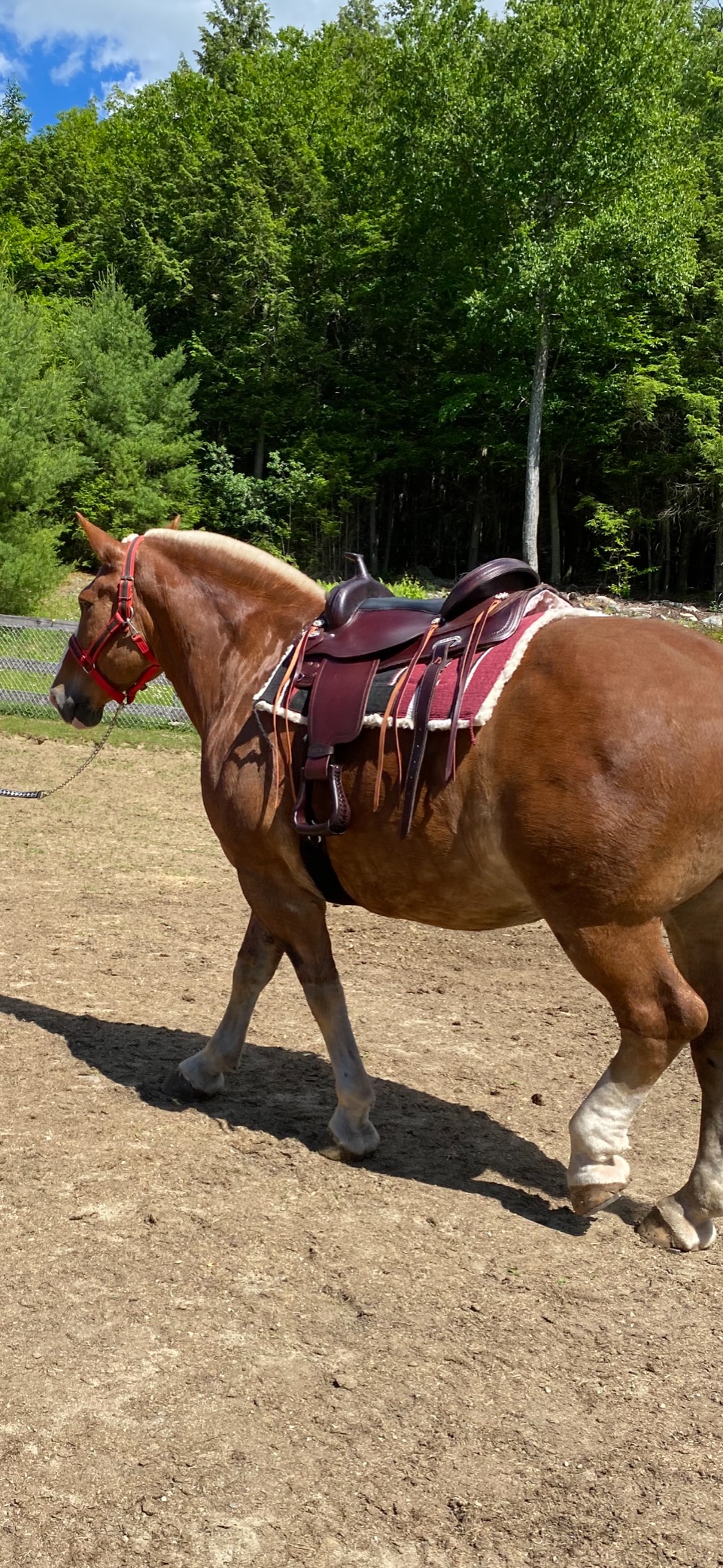 HILASON Western Draft Horse Trail Pleasure American Leather Saddle | for Horses customer photo 1