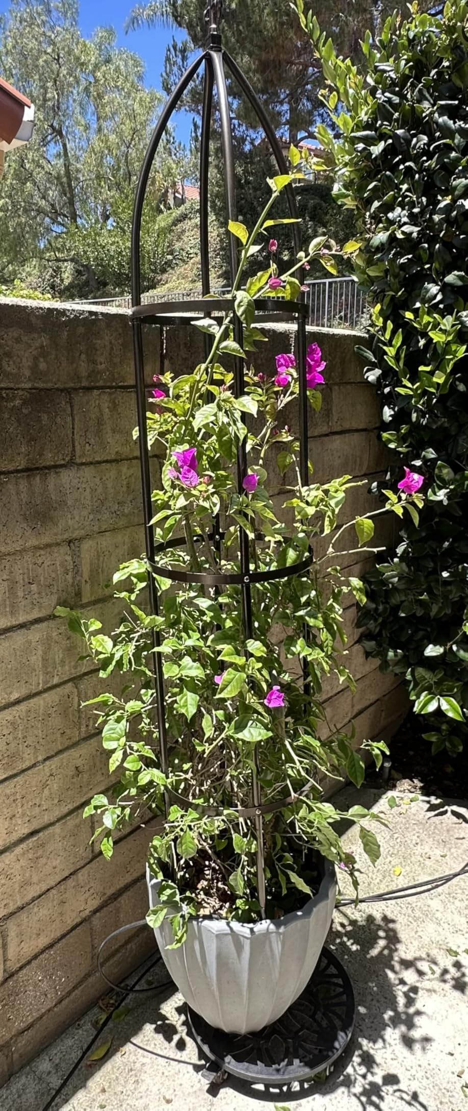 100% Metal Obelisk Garden Trellis 6.3 Feet Tall Sturdy Plant Support for Climbing Vines and Flowers Stands,1pc Upgrade (Bronze, Large) customer photo 2