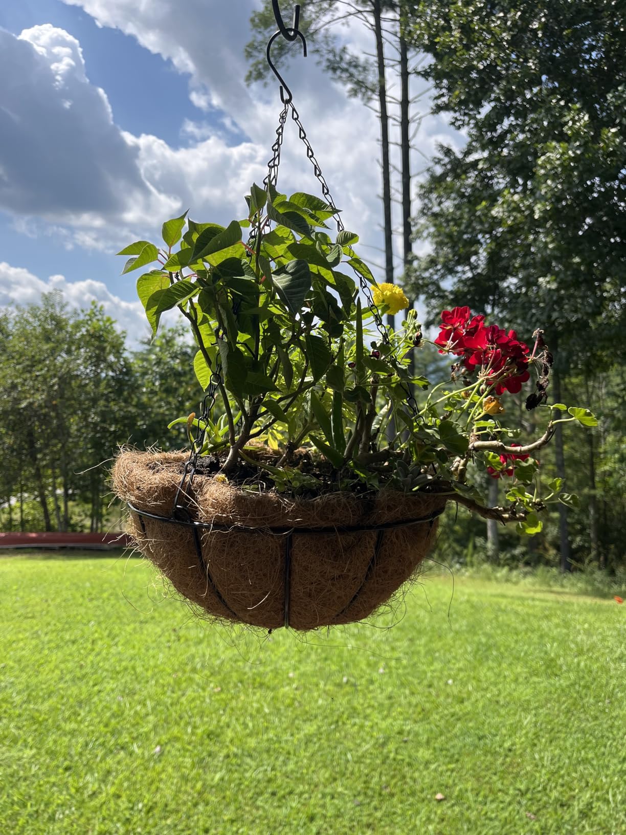 EIMQUVW Metal Hanging Planters Basket Set of 3 Hanging Flower Pots 12 Inch Chain Round Wire Plant Holder with Coco Coir Liner Garden Watering Hanging Baskets for Patio Garden Outdoor1 customer photo 2