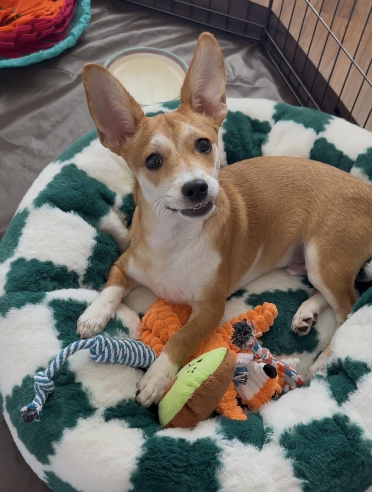 Zeaxuie 9 Pack Luxury Puppy Toys for Teething Small Dogs, Puppy Chew Toys with Cute Squeaky Dog Toys, Ball and More Rope Dog Chew Toys customer photo 1