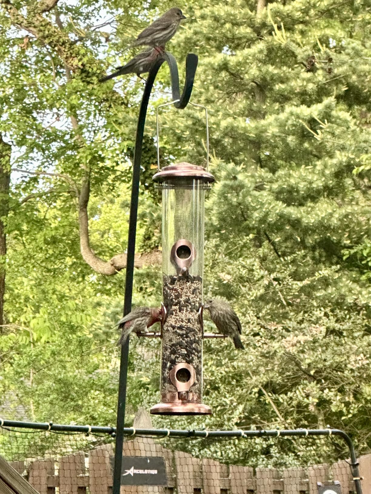 iBorn Metal Bird Feeders Brushed Copper Wild Bird Feeder for Outdoors Hanging All Metal Brushed Copper Finishing 15 Inch 6 Port(Seed is not Included) customer photo 2
