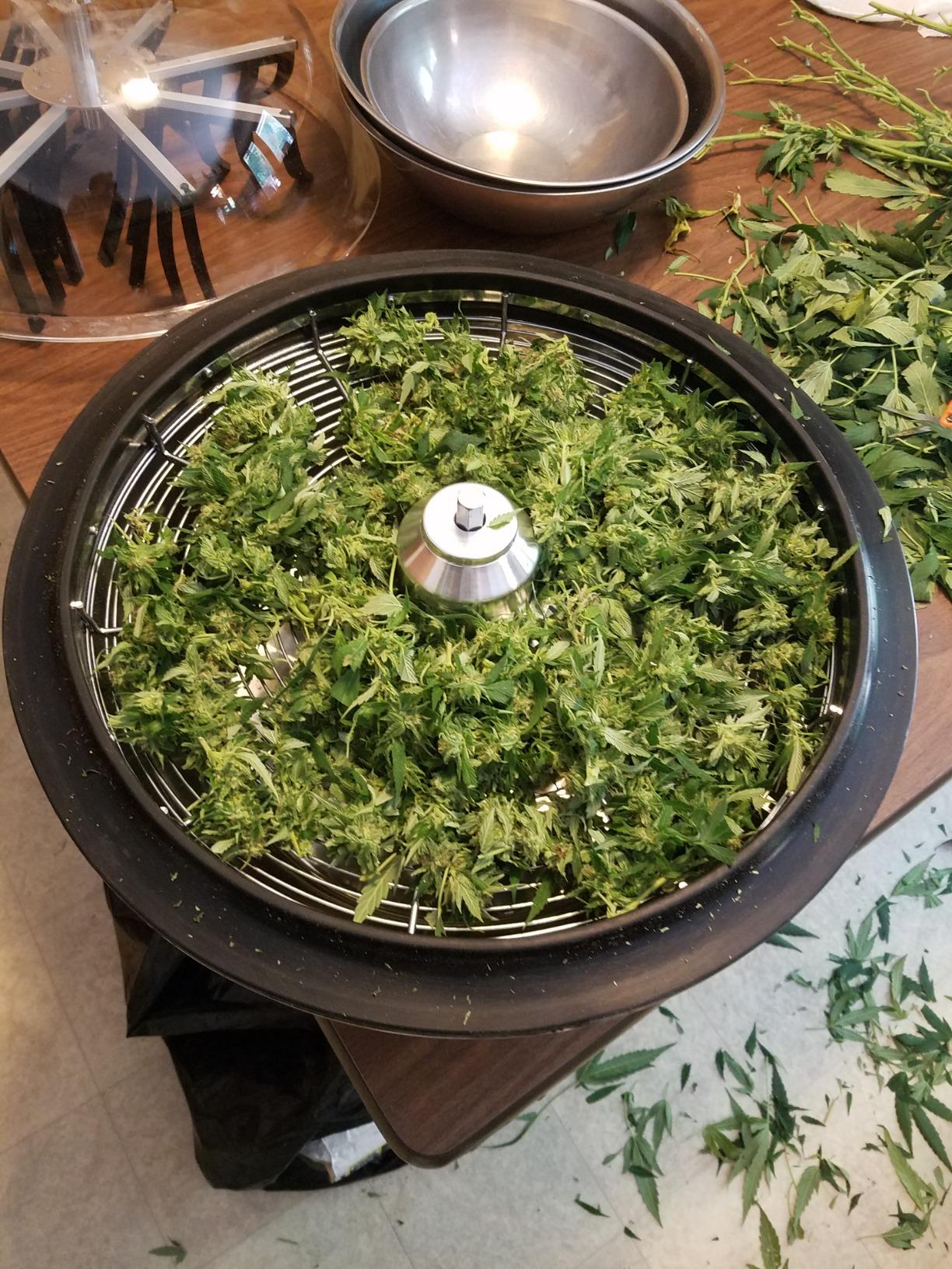 VIVOSUN 13 inch Bud Leaf Bowl Trimmer- Clear Visibility Dome, Sharp Stainless Steel Blades for Spin Cut & Solid Metal Gear Box, Hand Pruner Included (Upgraded Version) customer photo 1