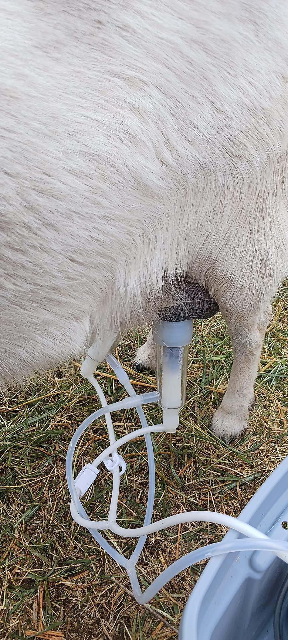 3L Goat Milking Machine, Rechargeable Battery Milker Powered Pulsation Vacuum Pump with 2 Teat Cups, Stainless Steel Buckets for Goats (13200mAh Battery) customer photo 1