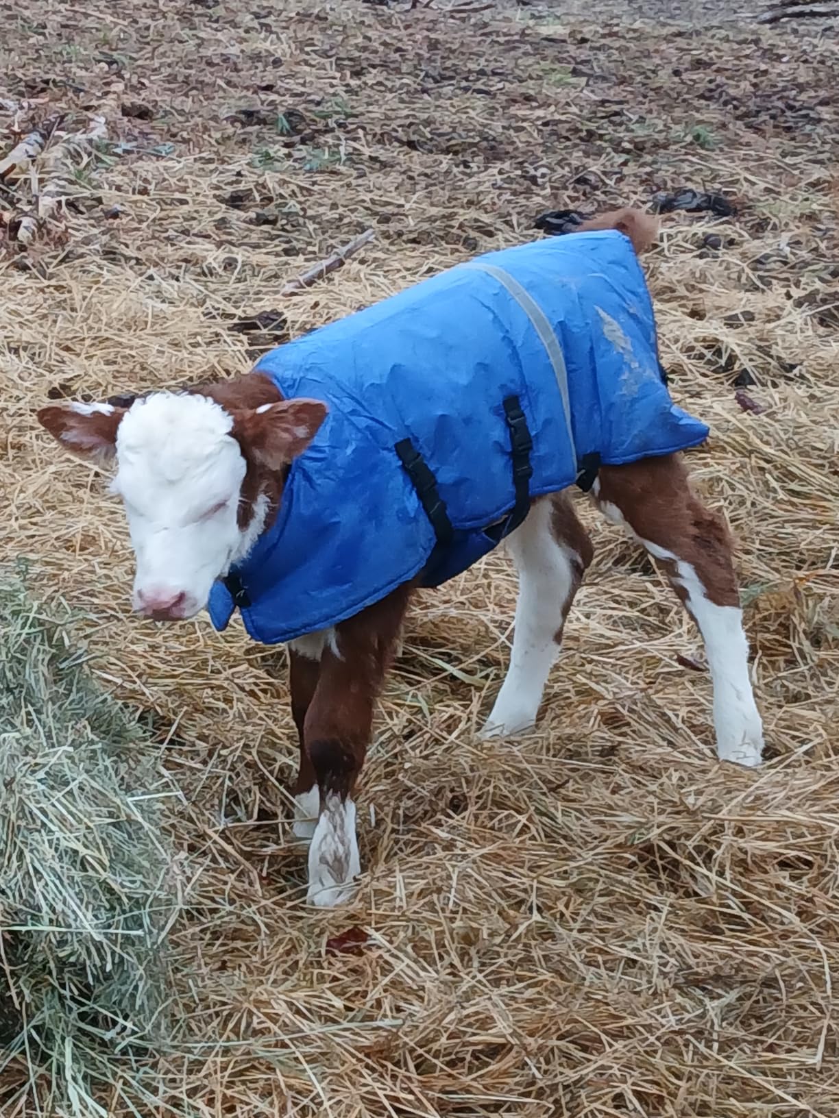 Dunzy 2 Pcs Calf Blanket Calf Coat Jacket Foal Blanket Warming Waterproof Windproof Saver Livestock for Cows Goats (Blue) customer photo 1