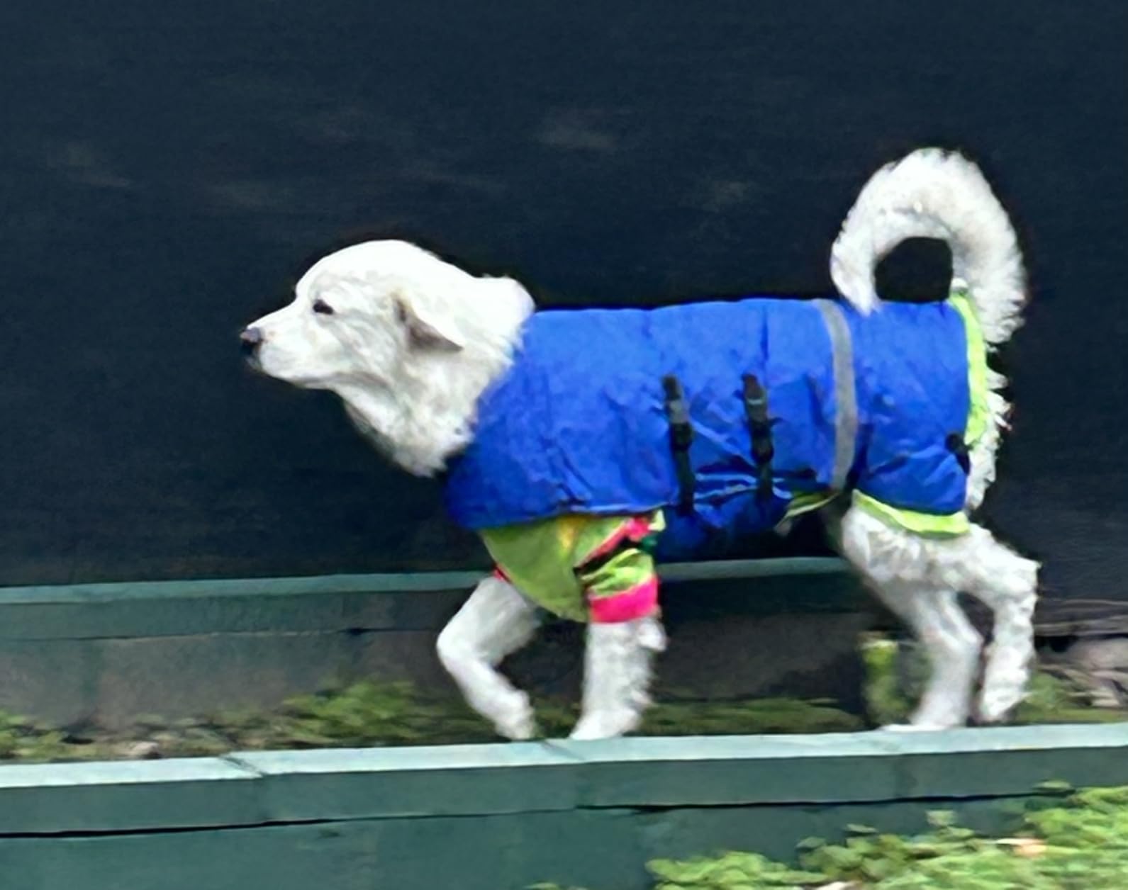 Dunzy 2 Pcs Calf Blanket Calf Coat Jacket Foal Blanket Warming Waterproof Windproof Saver Livestock for Cows Goats (Blue) customer photo 2