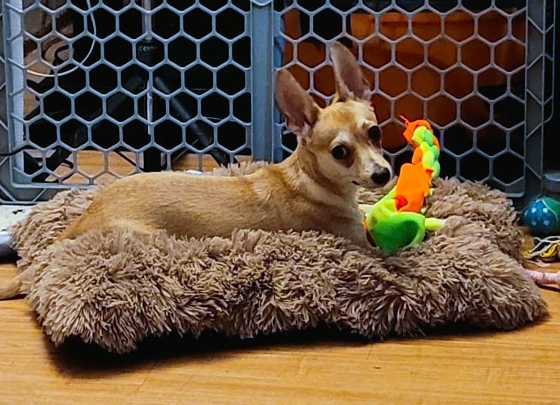 EHEYCIGA Fluffy Dog Crate Bed for Extra Large Dogs, Plush Faux Fur Pad, Calming Anti Anxiety XL Bed for Crate, Washable Soft Warm Dog Mat with Non-Slip Bottom, Grey customer photo 1