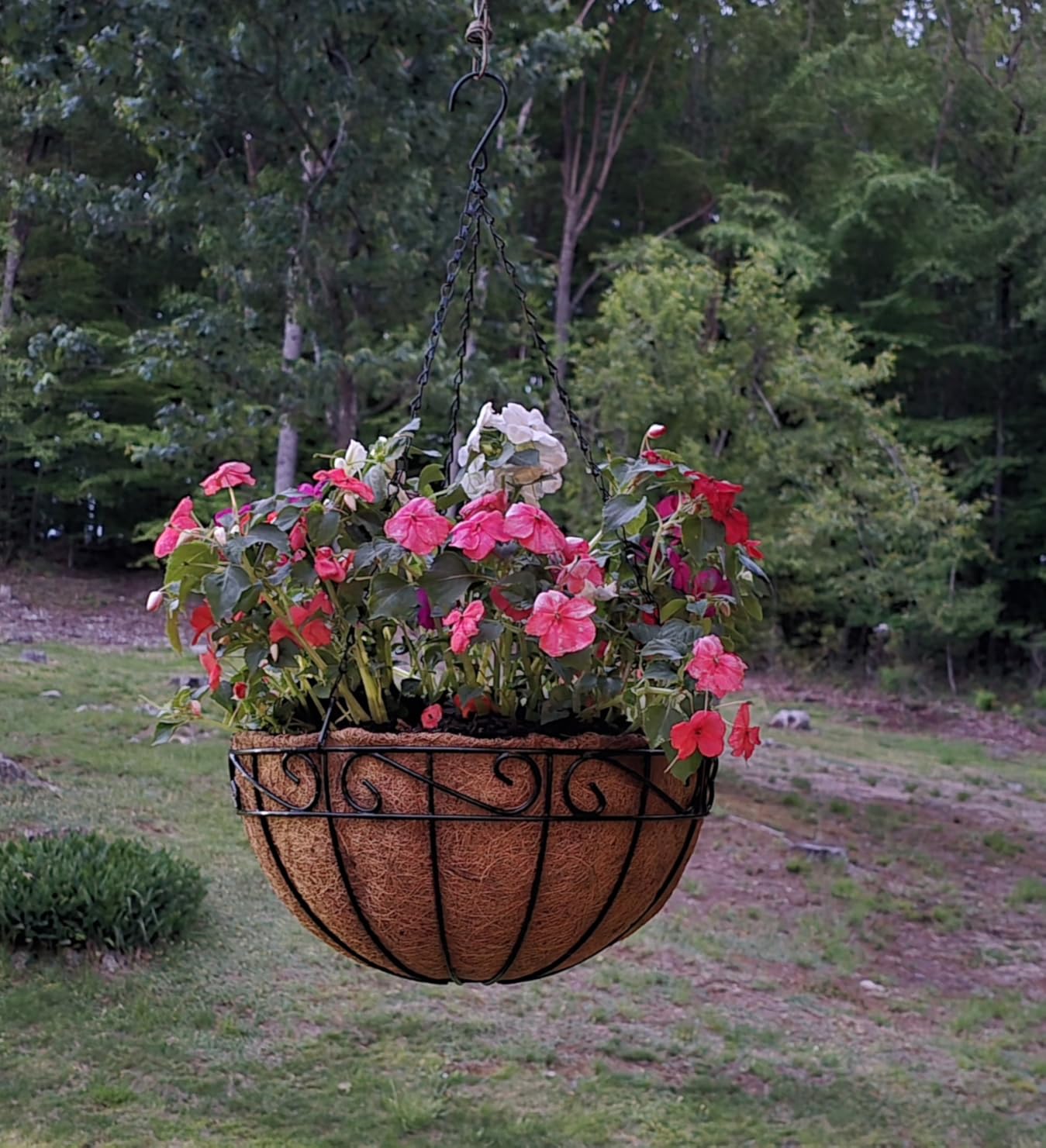 14 inch Metal Hanging Baskets For Plants Outdoor 4 Pack Round Metal Wire Hanging Basket Planter with Coco Fiber Liners Chain Round Wire Plant Holder for Garden, Patio, Deck, Porch Plants Flower Potss customer photo 1