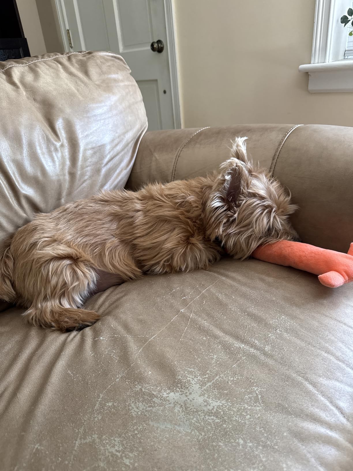GOCII for Airtag Dog Collar Holder 2 Pack, Waterproof Dog Collar Holder for Apple AirTag(Gen 1 & 2), Silicone Air Tags Case for Dog Collars(Black) customer photo 1