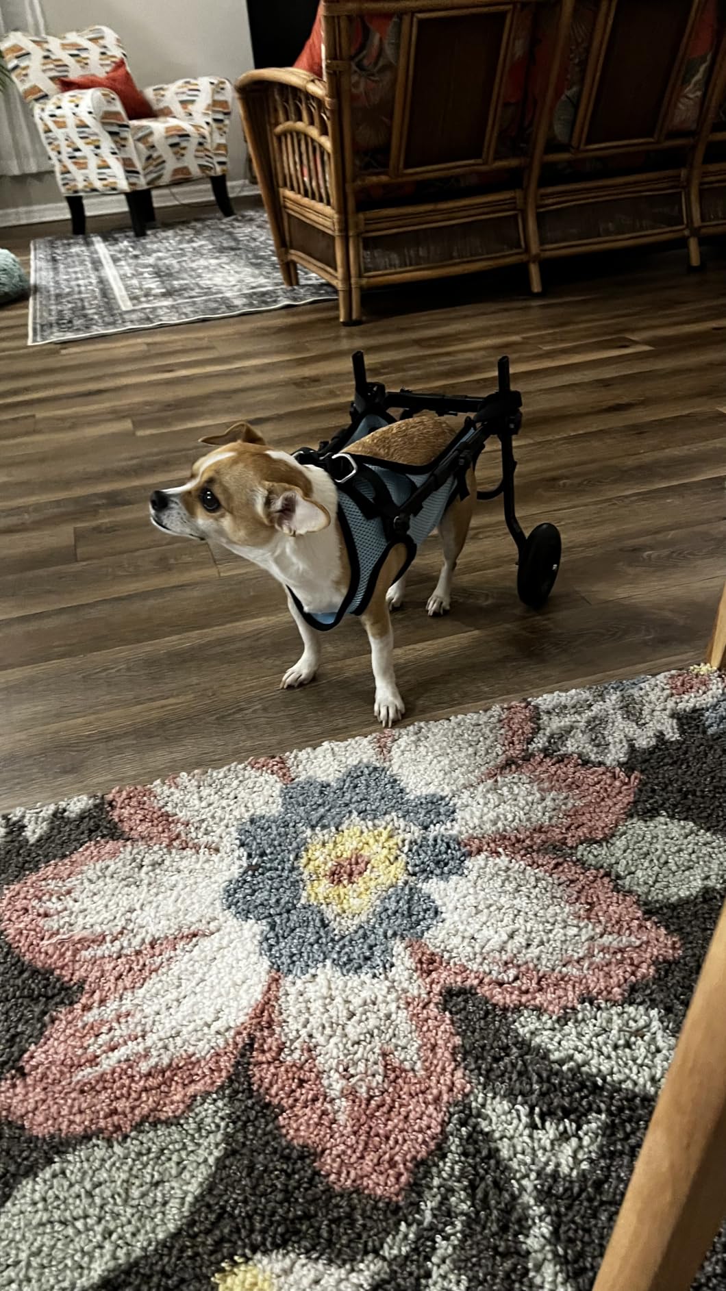 Adjustable Small Dog Wheelchair - Mobility Aid for Disabled Pets, Small Dog Wheelchair for Back Legs, Leg Brace & Hip Support - 8-20 lbs (Extra Small) customer photo 1