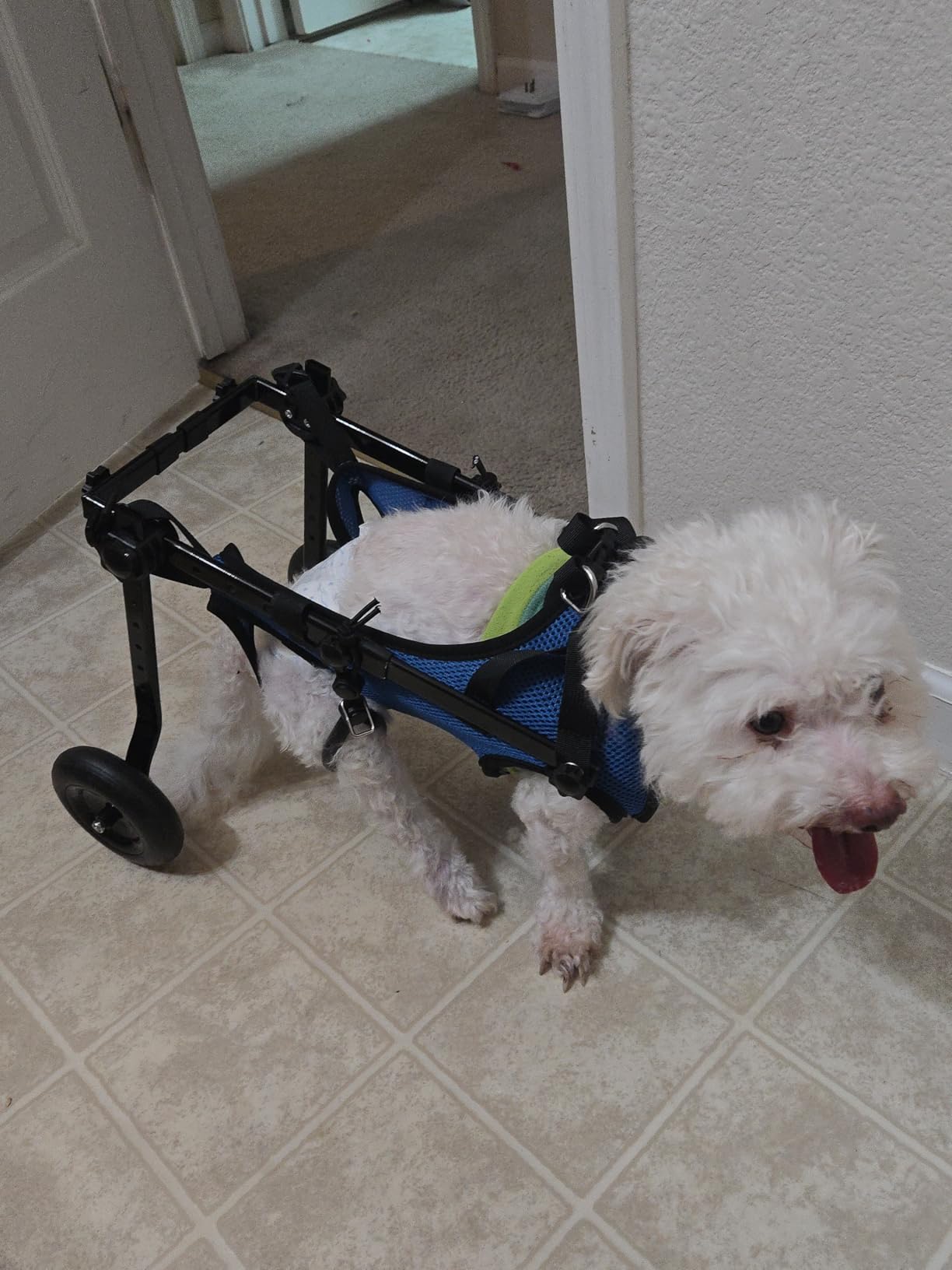 Adjustable Small Dog Wheelchair - Mobility Aid for Disabled Pets, Small Dog Wheelchair for Back Legs, Leg Brace & Hip Support - 8-20 lbs (Extra Small) customer photo 2