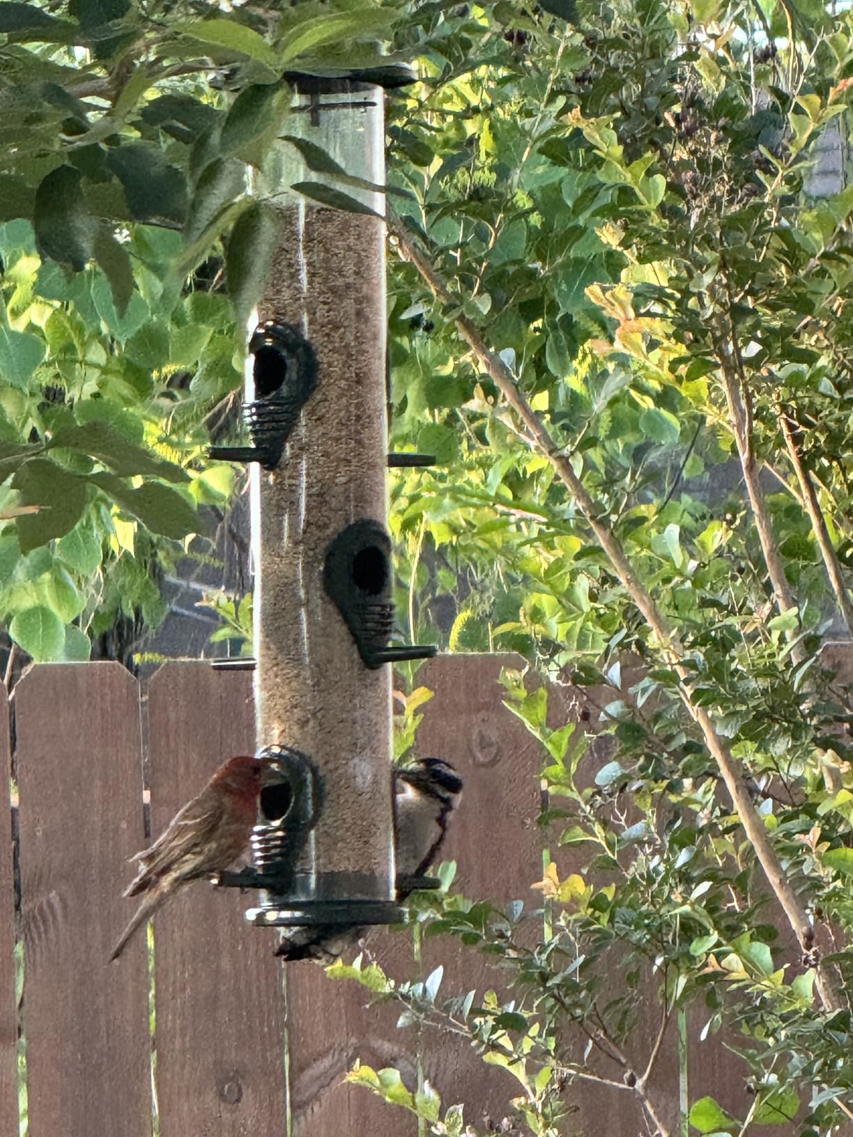 Bird Feeder for Outdoors (Brushed Metal Copper) Hanging Bird Feeders with Locking Lid & Adjustable Hanger, Chew-Proof, Weather Resistant (15 Inches, 6 Port) customer photo 1