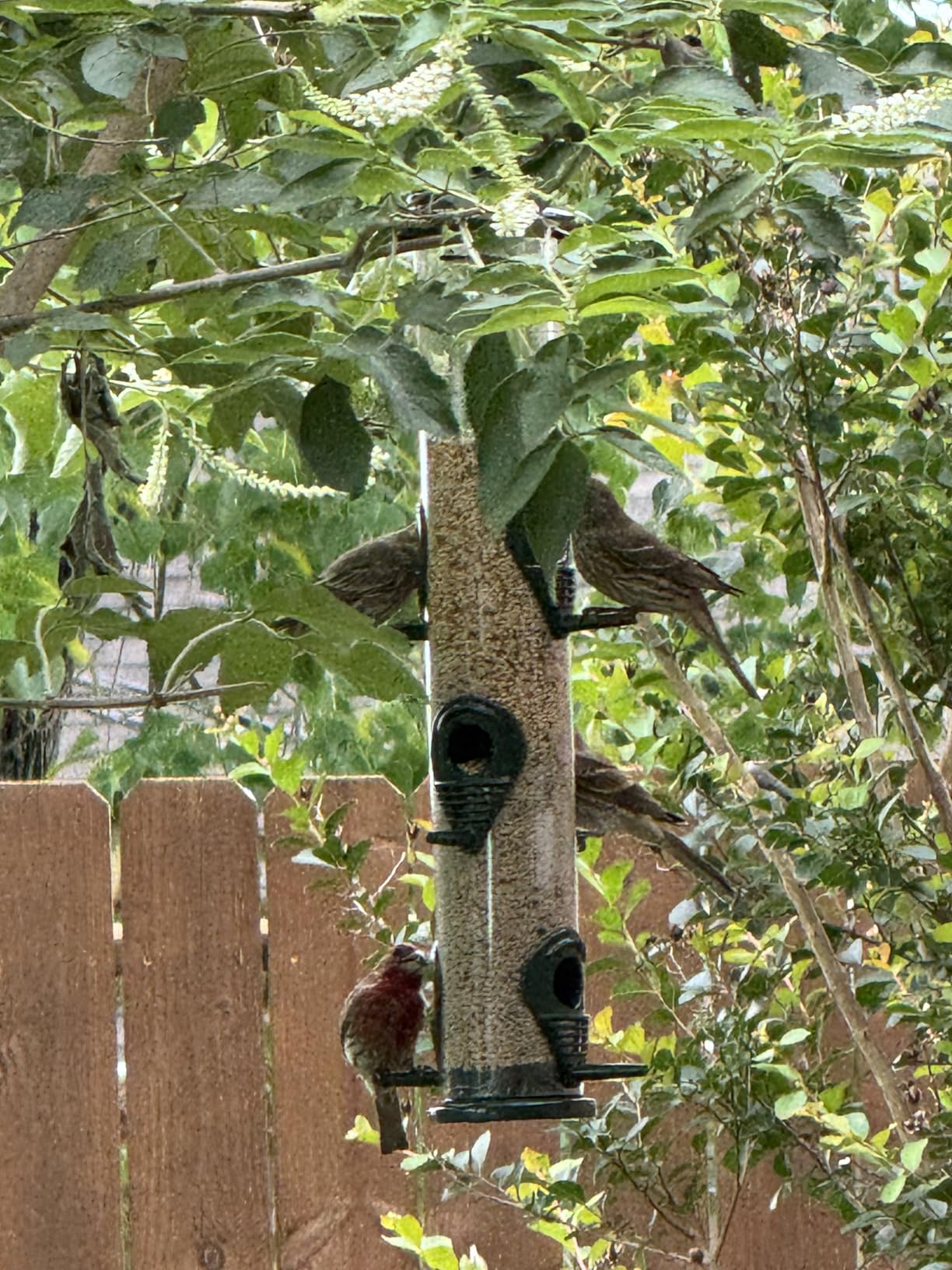 Bird Feeder for Outdoors (Brushed Metal Copper) Hanging Bird Feeders with Locking Lid & Adjustable Hanger, Chew-Proof, Weather Resistant (15 Inches, 6 Port) customer photo 2