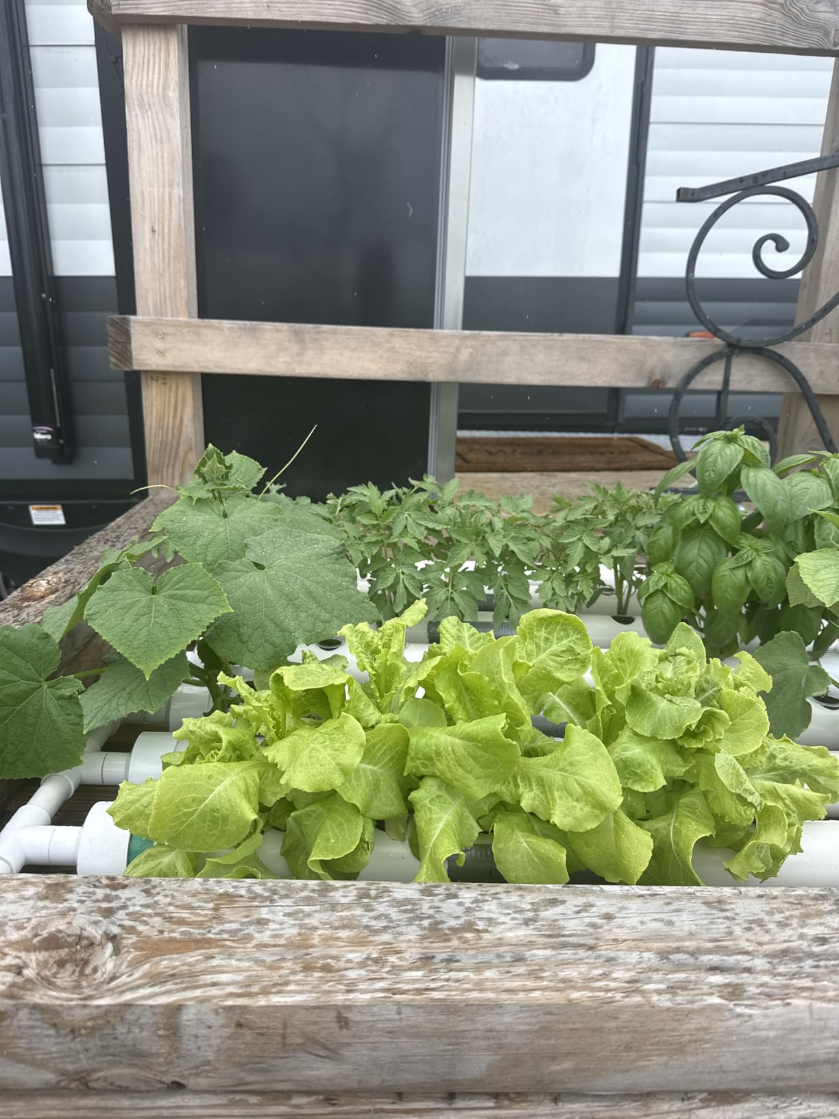INTBUYING Hydroponics Growing System 72 Holes 8 Pipes 1 Layer Plant Site Grow Kit Hydroponic Gardening System with 110V Water Pump, Nest Basket, Sponge for Leafy Vegetables customer photo 1