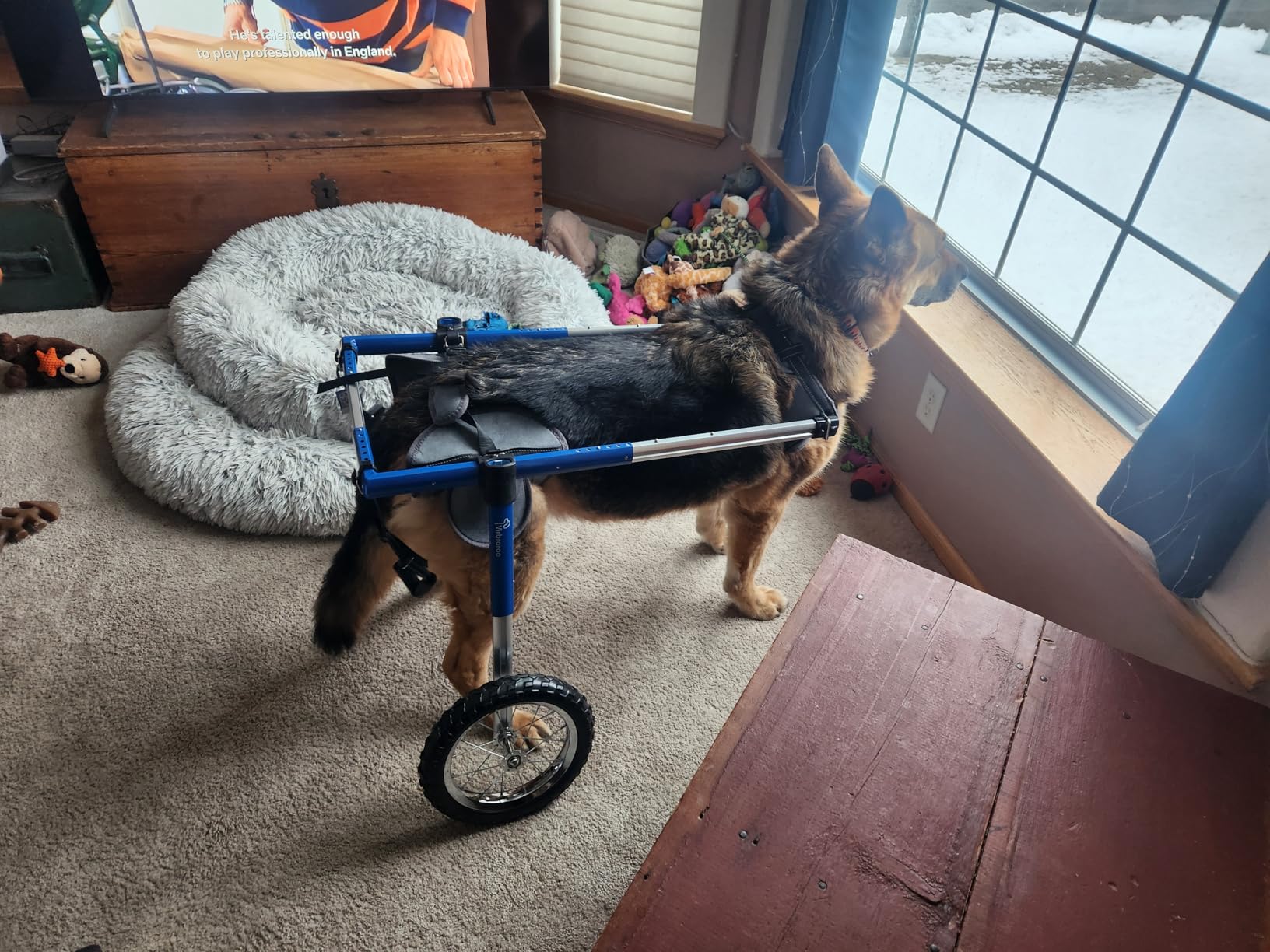 Dog Wheelchair for Back Legs with All-Terrain Tires & Durable Bearings, Large Wheelchair for 35-48.5 lbs (M), Lightweight Adjustable Aluminum Frame customer photo 1