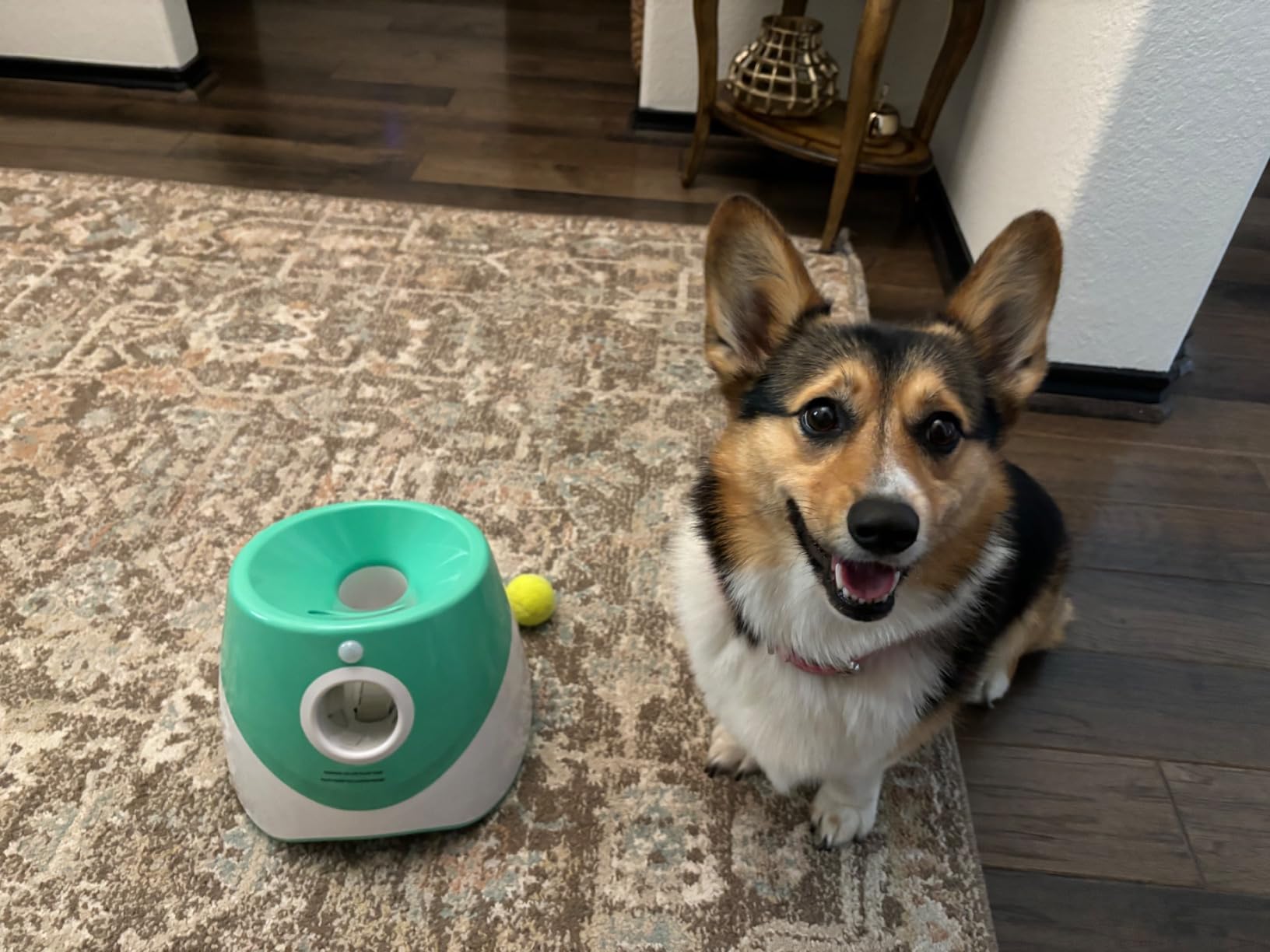 SOCO Automatic Ball Launcher for Dogs, USB Rechargeable with 3 Distances (10/20/30 ft), Safety LED Indicator, Include 15 Tennis Balls, Indoor/Outdoor Fetch Toy for Small/Medium Dogs customer photo 2