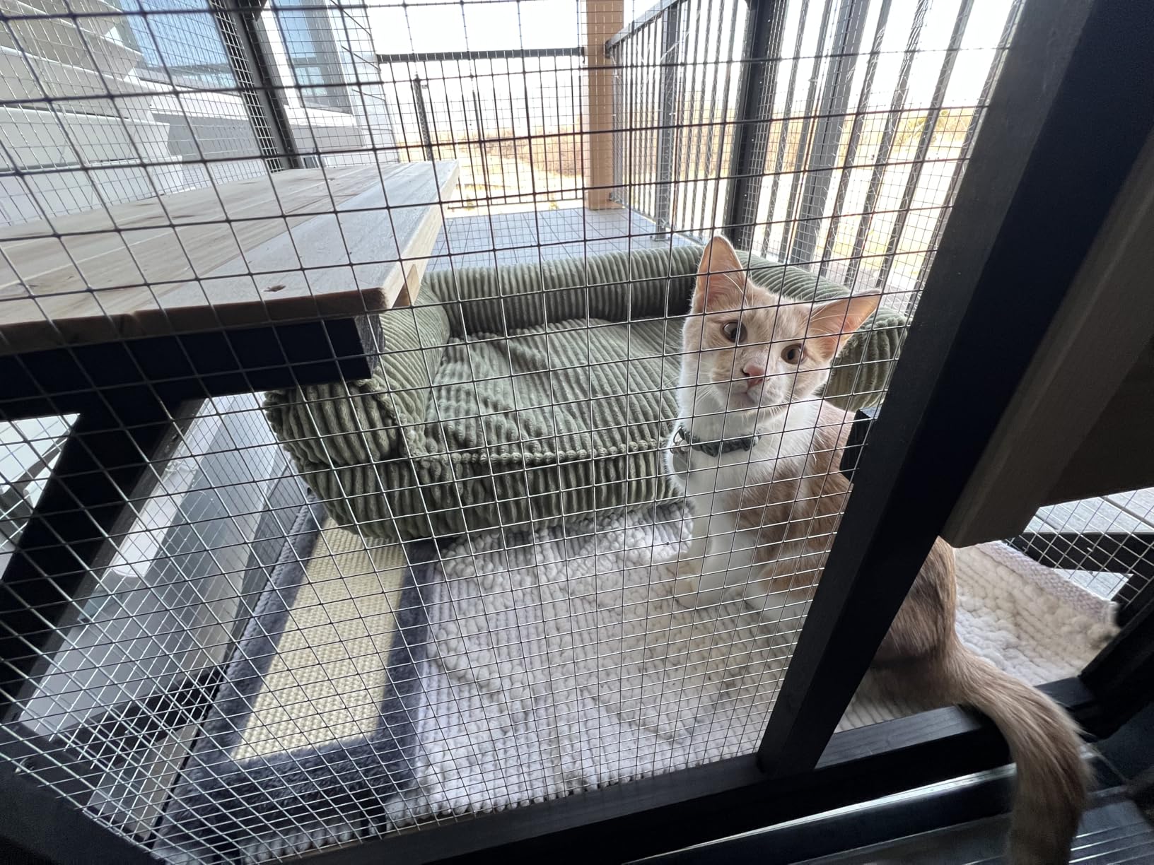 FunXplore 4 Tiers 70.9 H Cat Catio Cat House Outdoor Enclosure Window Large Outside Patio with Removable Floor, Scratching Post Sisal Ball 4 Wheels Waterproof Roof customer photo 1