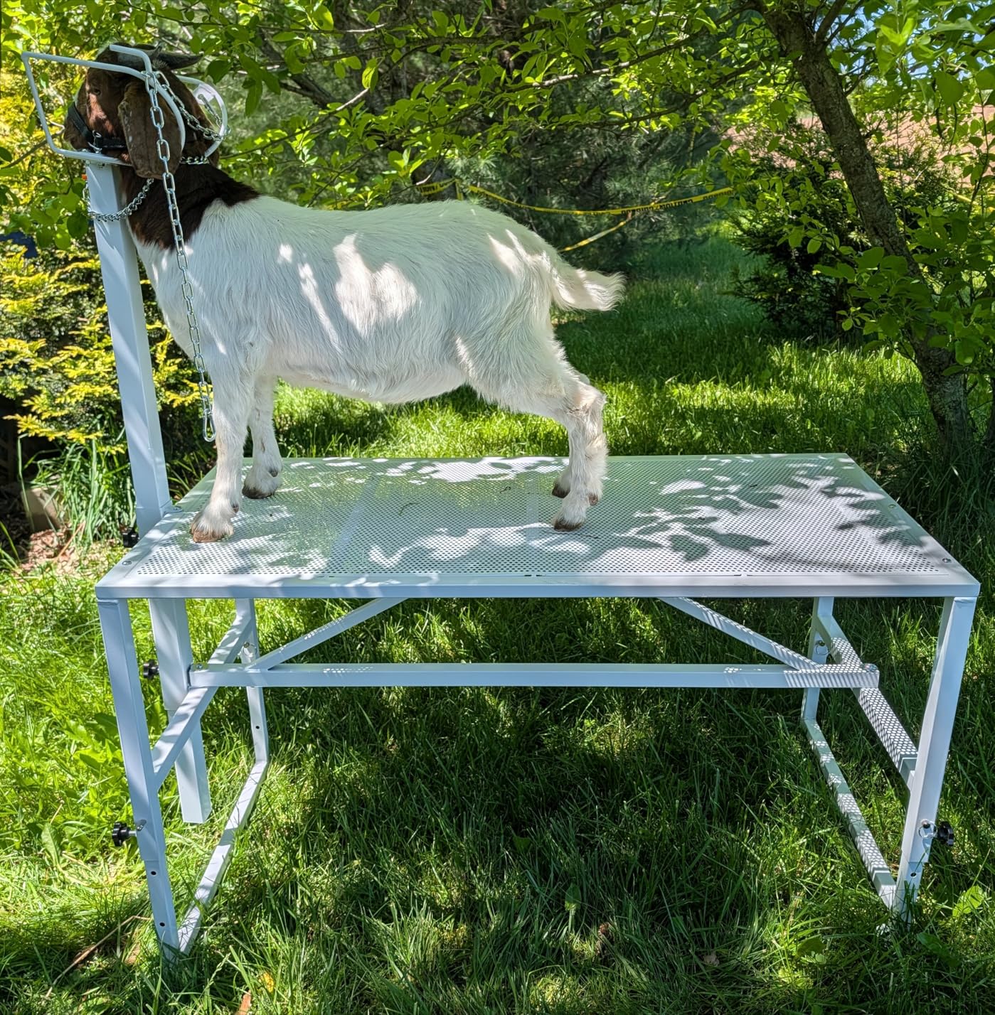 VEVOR Goat & Sheep Stand, 51x23 inch Livestock Stand, Metal Livestock Milking and Shearing Stand 21