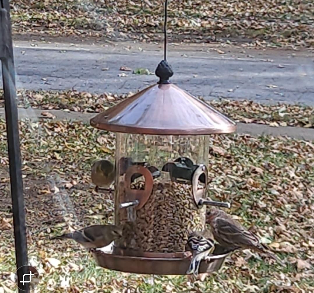 Kingsyard 4.5-Cups Large Metal Bird Feeders for Outdoors Hanging with 8 Ports, Tube Bird Feeder with Seed Tray, Weatherproof Chew Proof Roof for Cardinal Finch, Copper customer photo 1