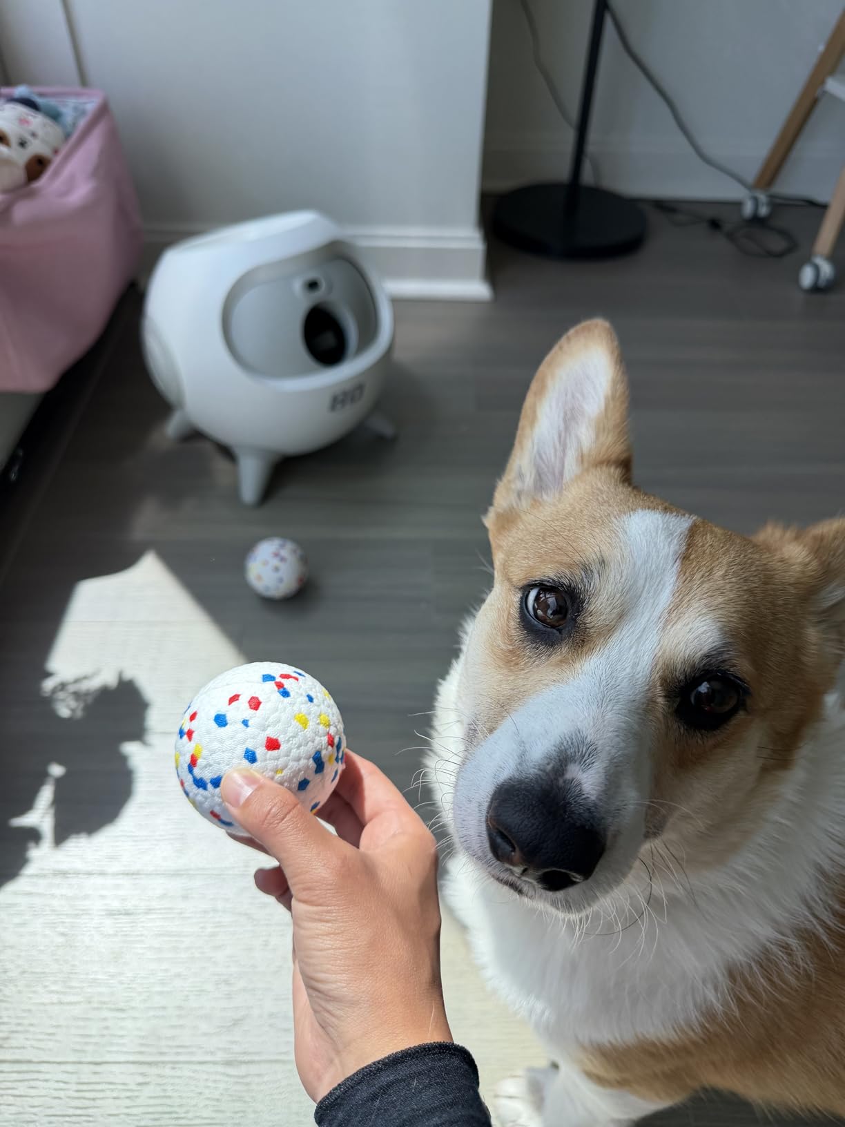 uahpet Automatic Ball Launcher for Dogs with Obstacle Detection, 20ft-80ft Adjustable Distances Ball Thrower Launcher for Medium & Large Dogs, with 4 Balls (2.5 inches) customer photo 1