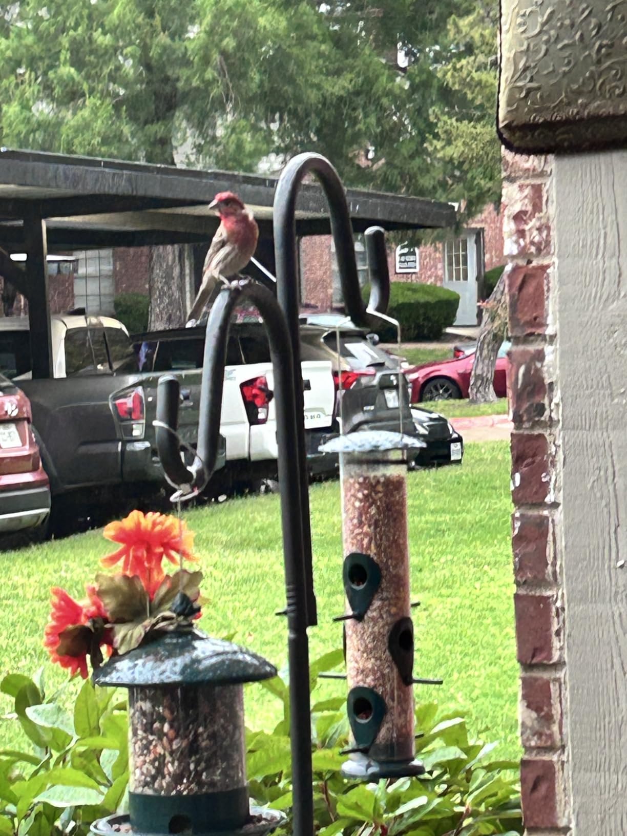 FEED GARDEN Metal Bird Feeder - 6 Port Tube Feeder for Outdoors, Heavy Duty Squirrel Proof with Metal Lid, Easy Fill & Clean, Weather Resistant Copper Finish, 13 Inch customer photo 2