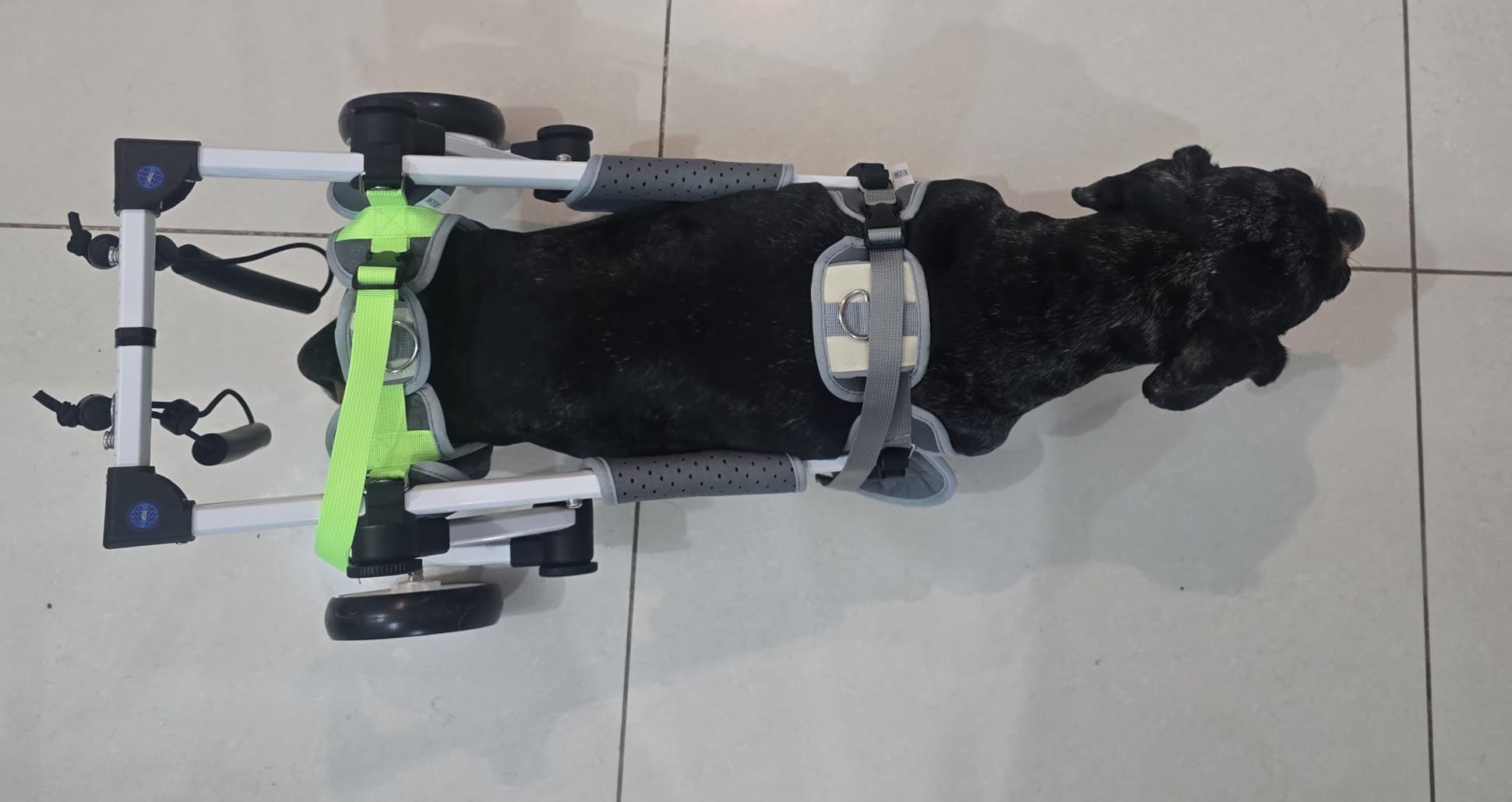 Adjustable Dog Wheelchair for Back Legs Mobility Support Lightweight Pet Wheelchair for Disabled Hind Legs Walking Stable Dog Cart for Pets customer photo 2