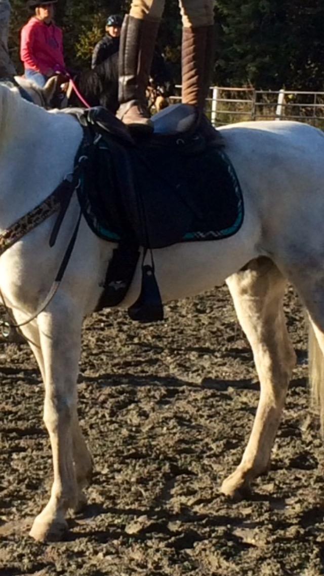 Professional's Choice SMX English Girth for Horses - Equestrian Sport Neoprene Non-Slip Durable & Strong Saddle Fixation with Stainless Steel Buckles customer photo 1